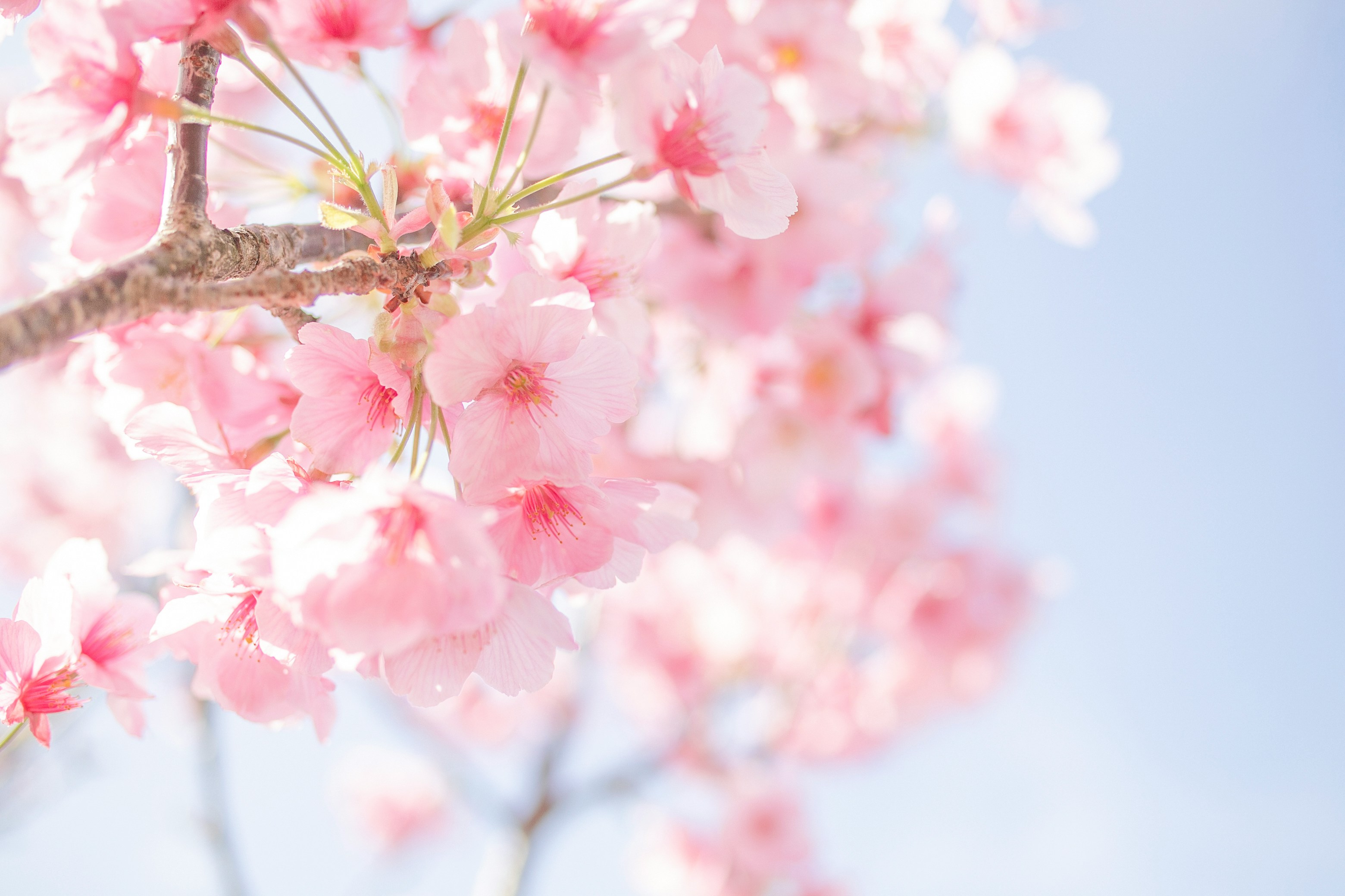 pink flowers