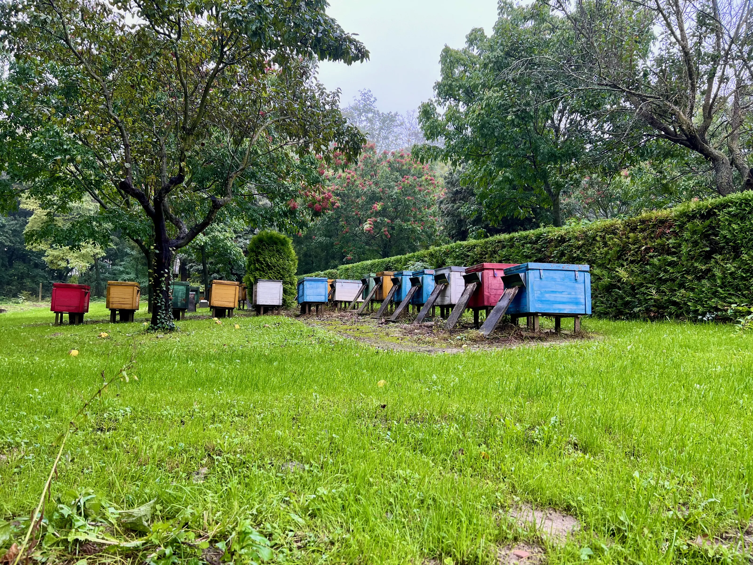 Bazsó Méhészet - Prémium Magyar Mézek főoldala