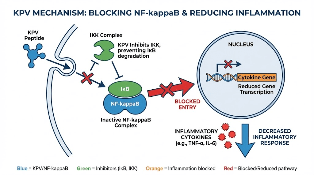 KPV peptide mechanism diagram showing NF-kappaB pathway inhibition and cytokine reduction