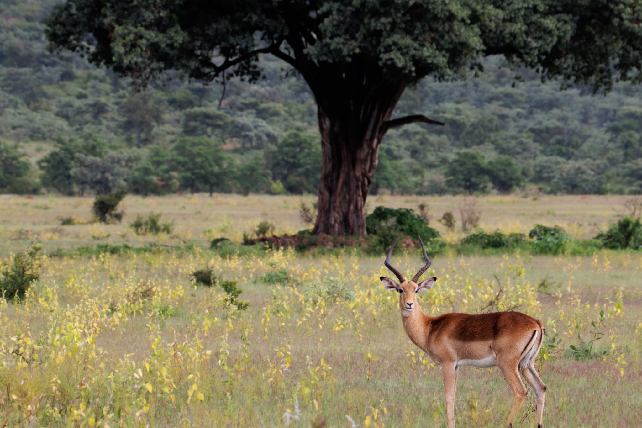 antilope dans une plaine