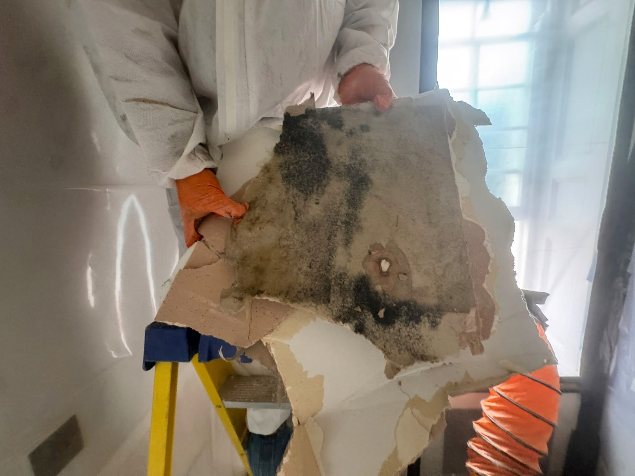 Mould remediation case study in Hertford