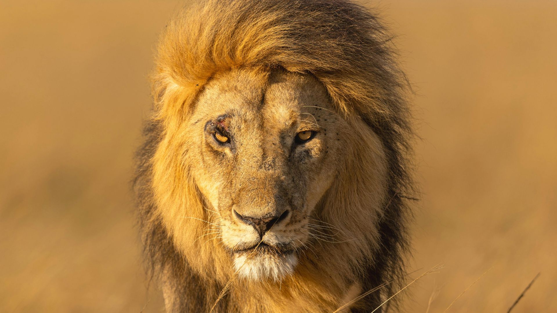 safari image