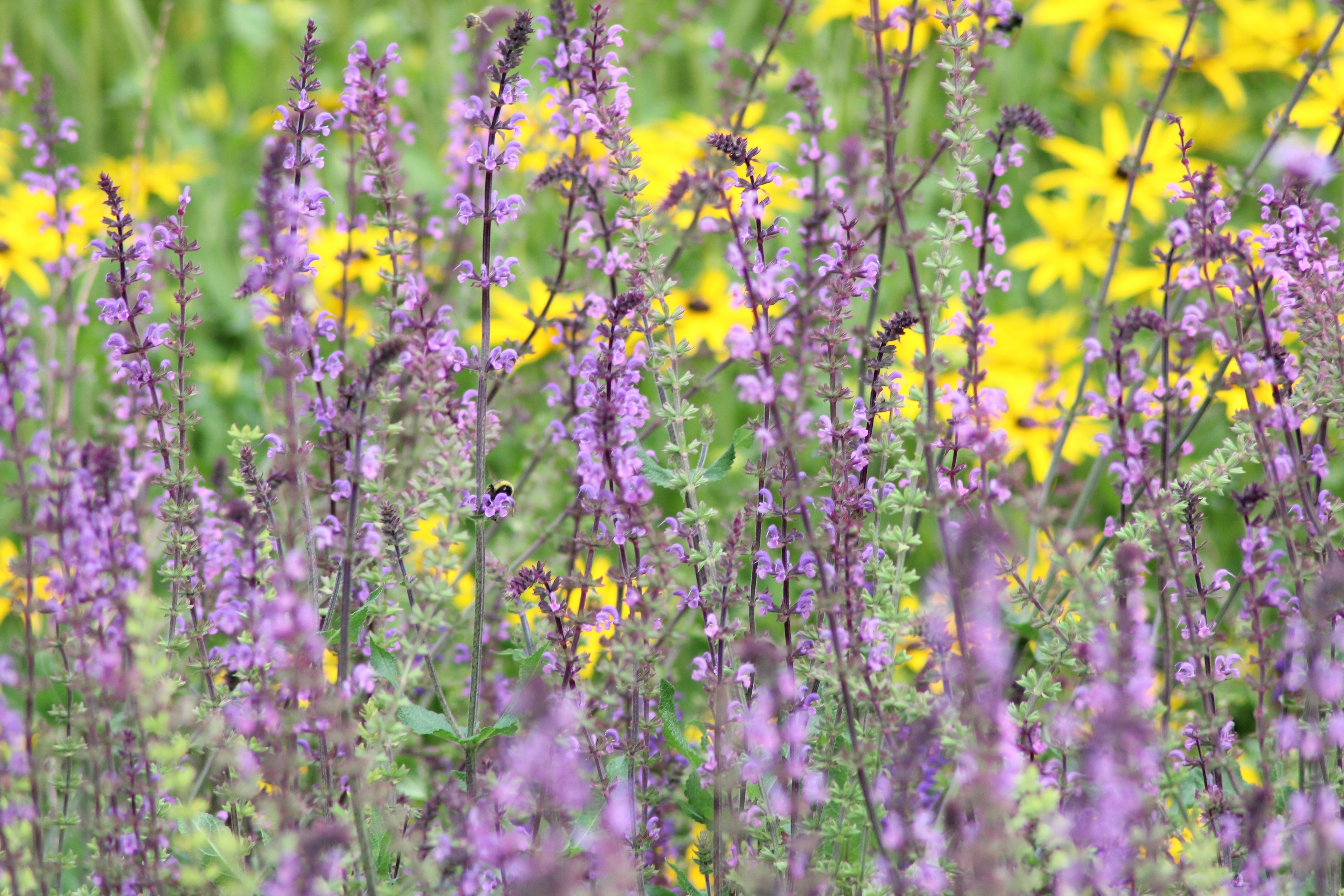 blue sky and white clouds over the sea