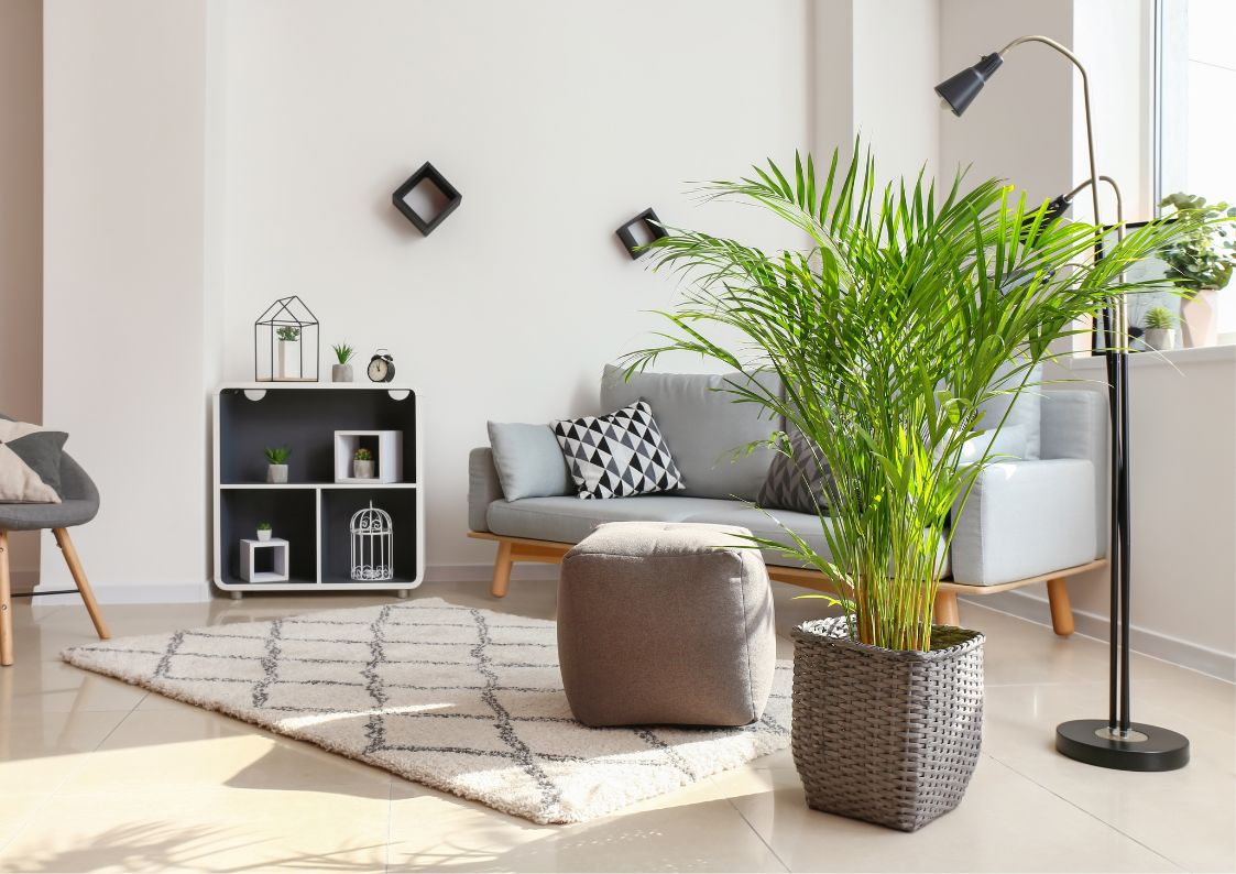 Indoor palms kentia areca and chamaedorea