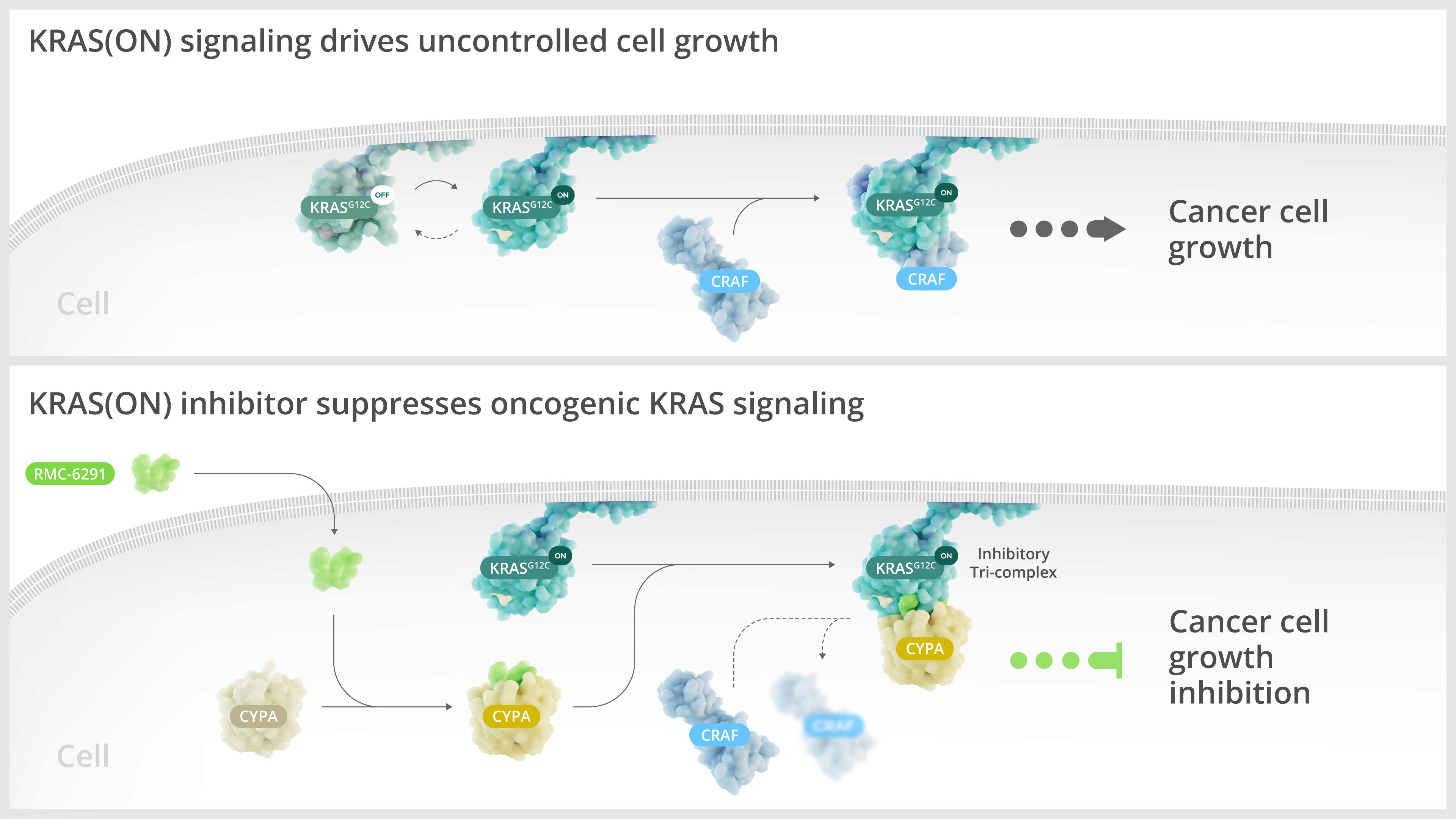 Illustration of the KRAS pathways