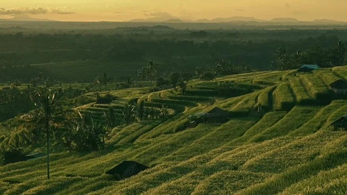 Bali Rice fields