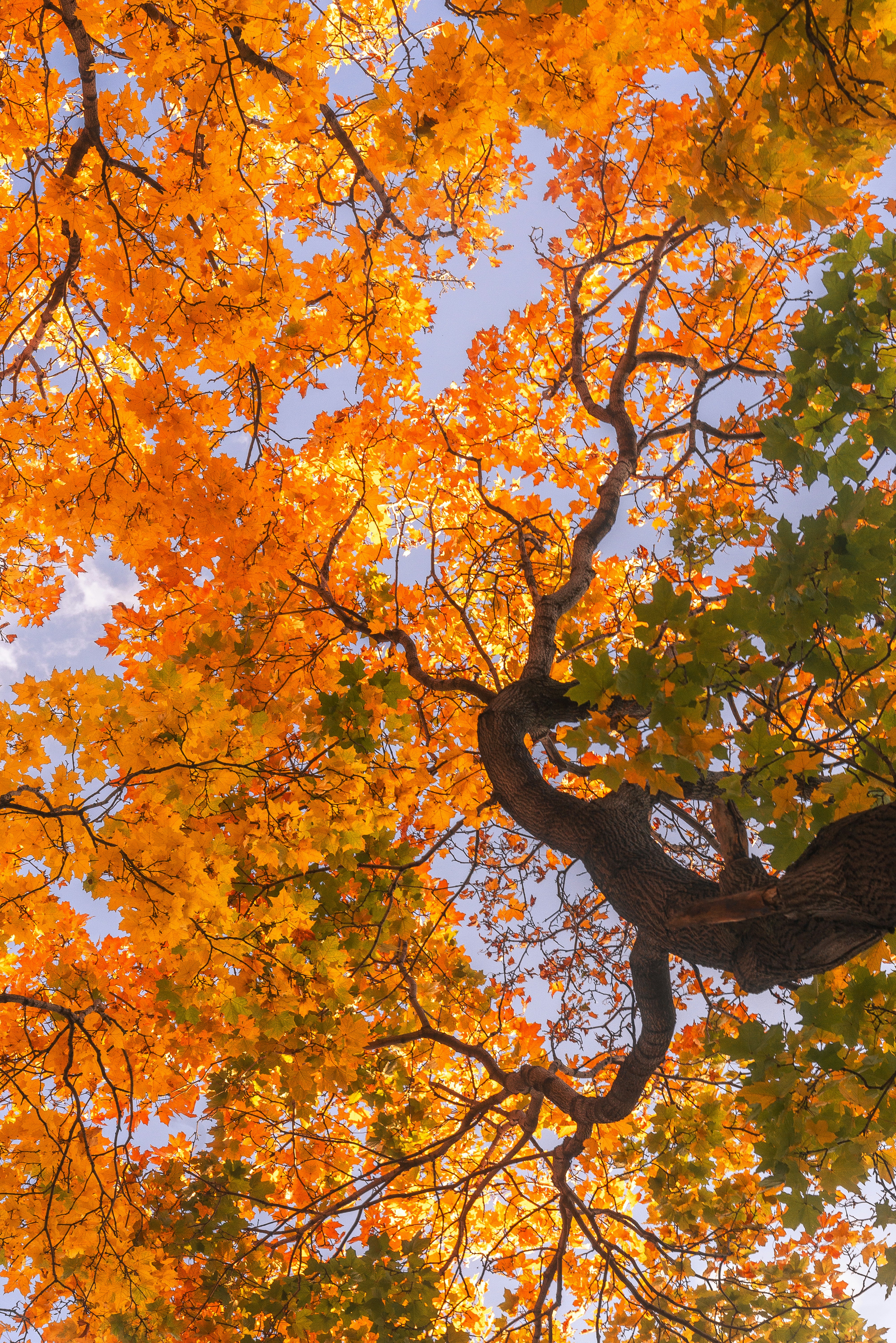 Looking up through colorful autumn maple tree leaves