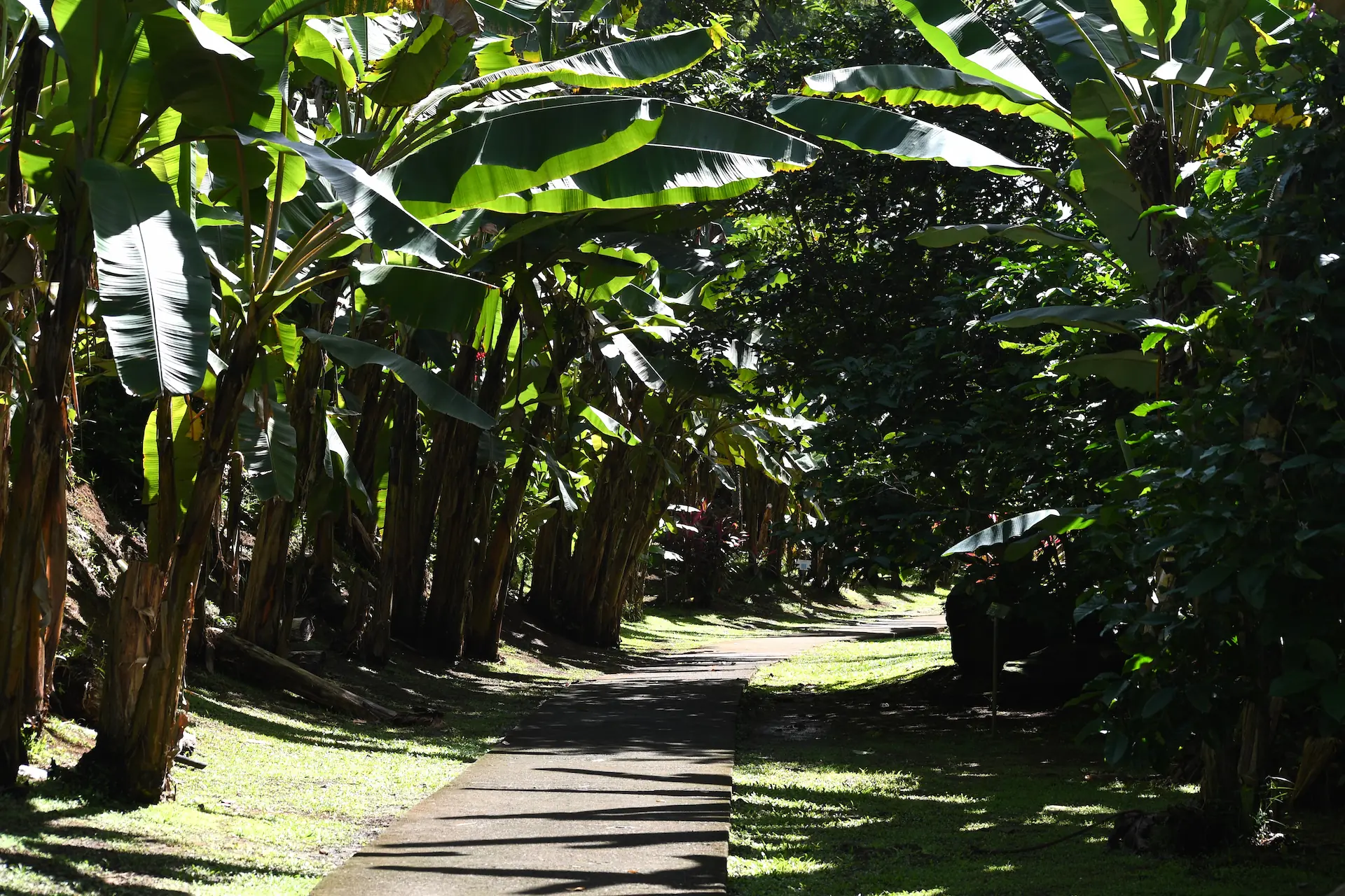 Jardin tropical du musée avec case créole