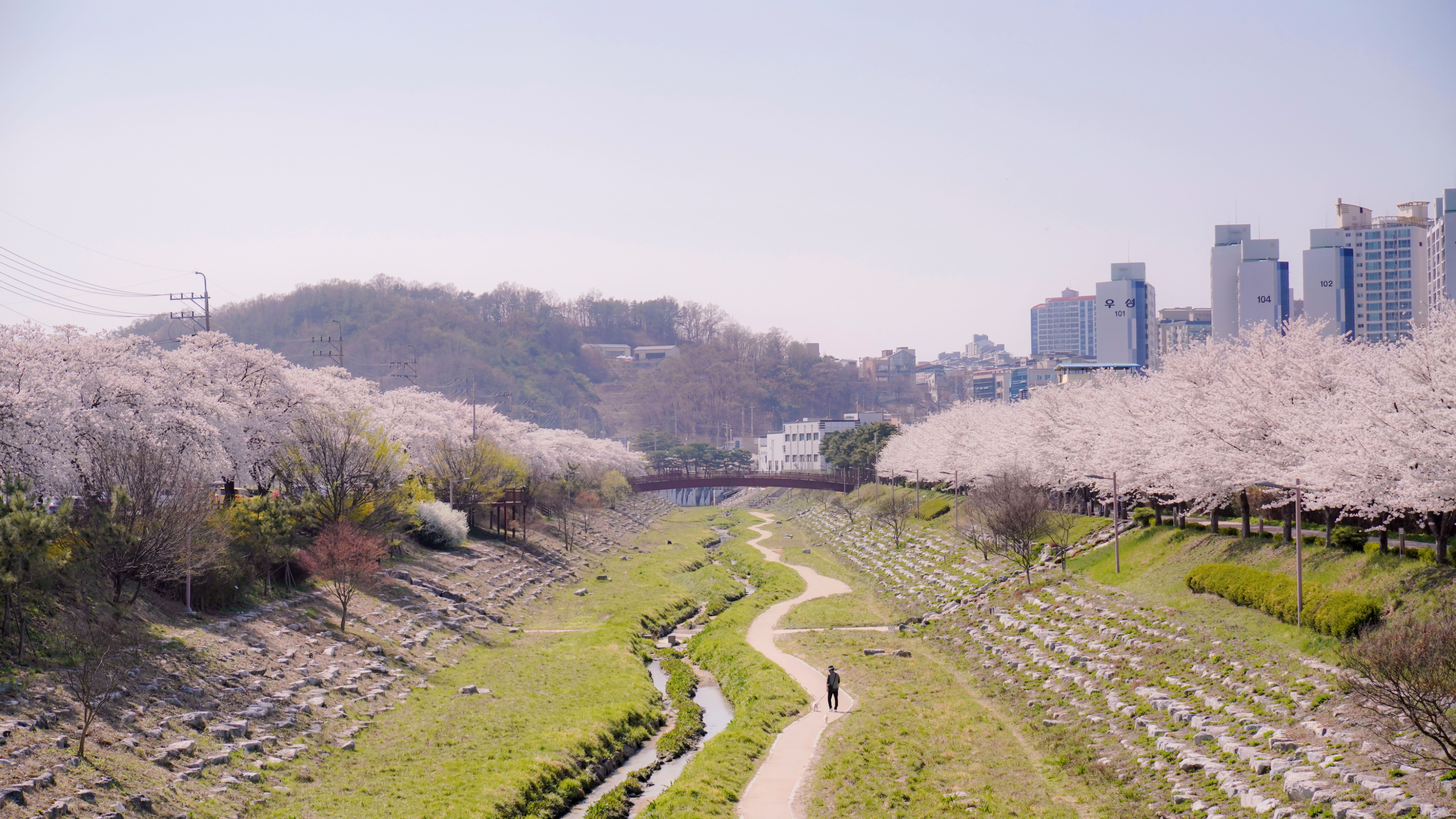 [필름커넥트] 안동 벚꽃 축제 스냅 후기 | 작가추천 위시즈스냅