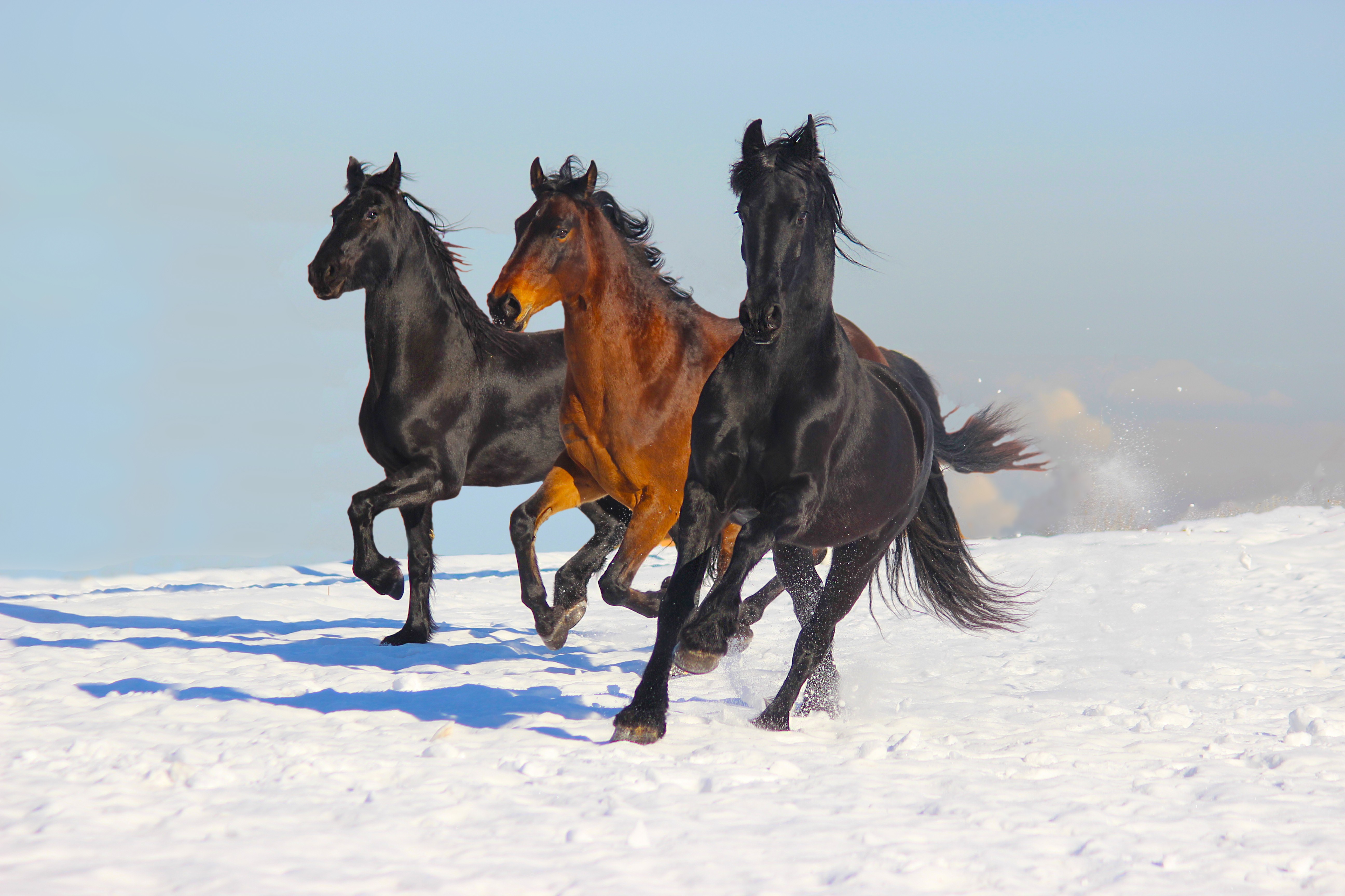 Three horses galloping across fresh snow, symbolising unity, strength, and purposeful motion across generations.