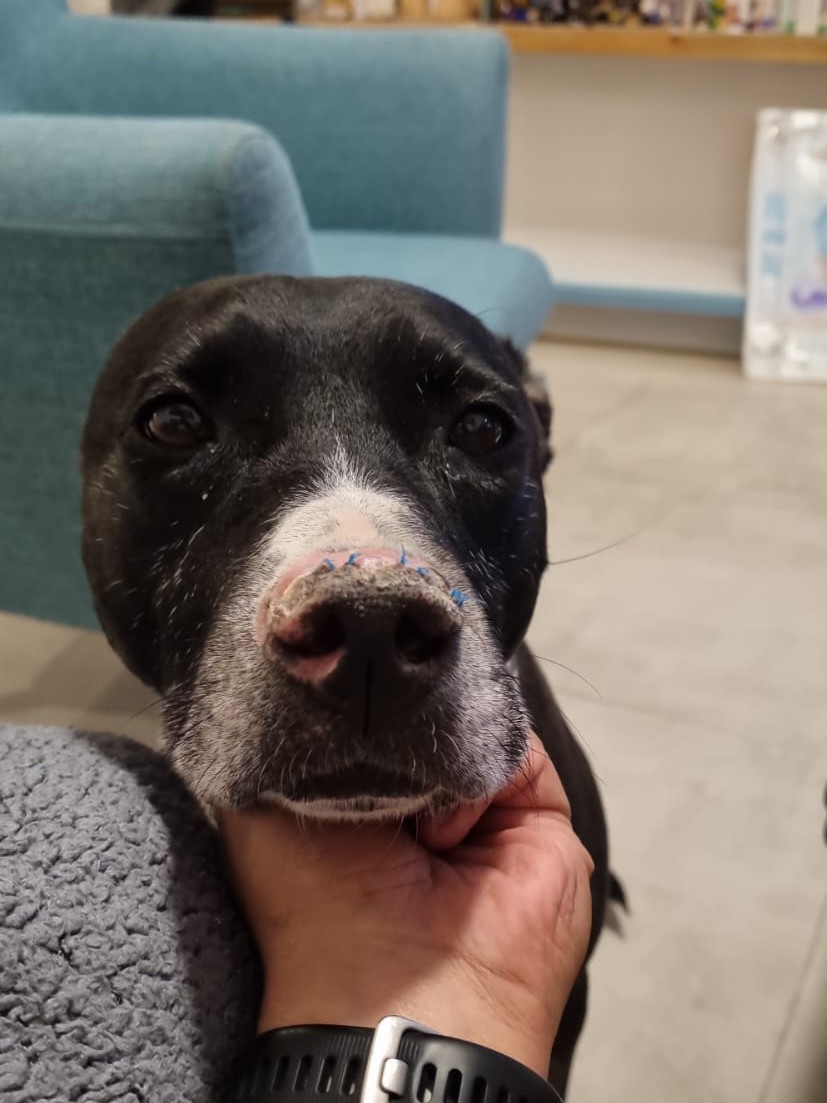 Billie after surgery