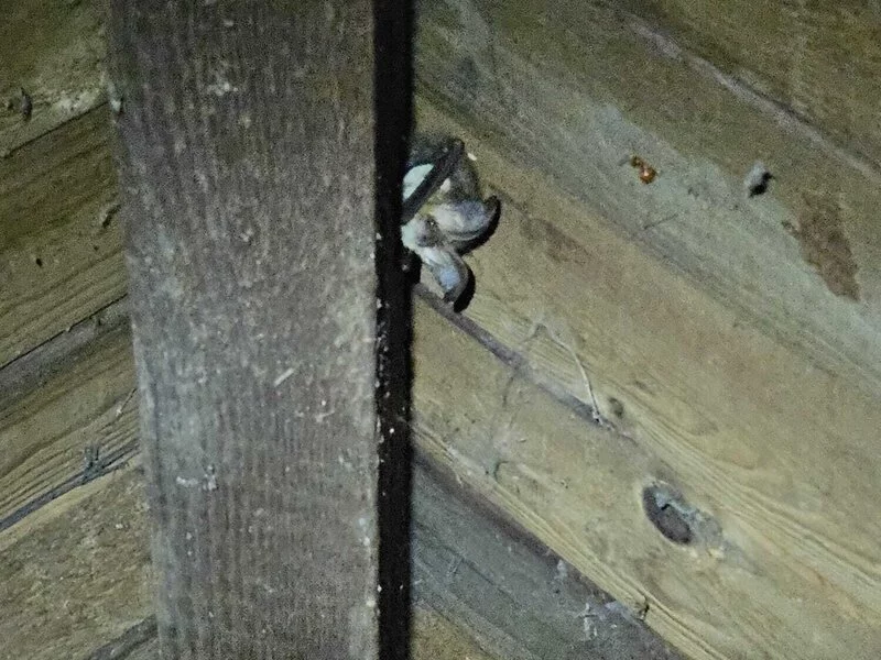 Beschermde dieren