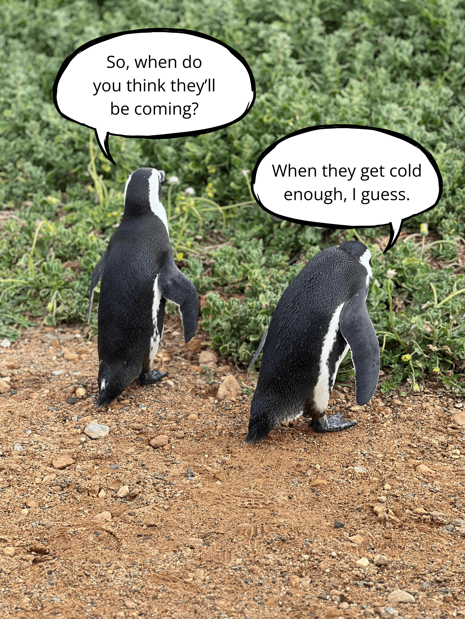 Two African penguins facing away from the camera with green shrubbery in front of them, with speech bubbles.