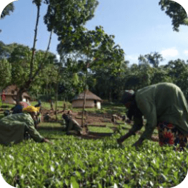 Planting trees