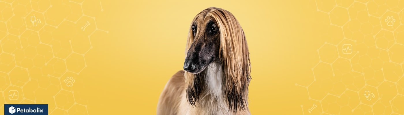 Afghan Hound image