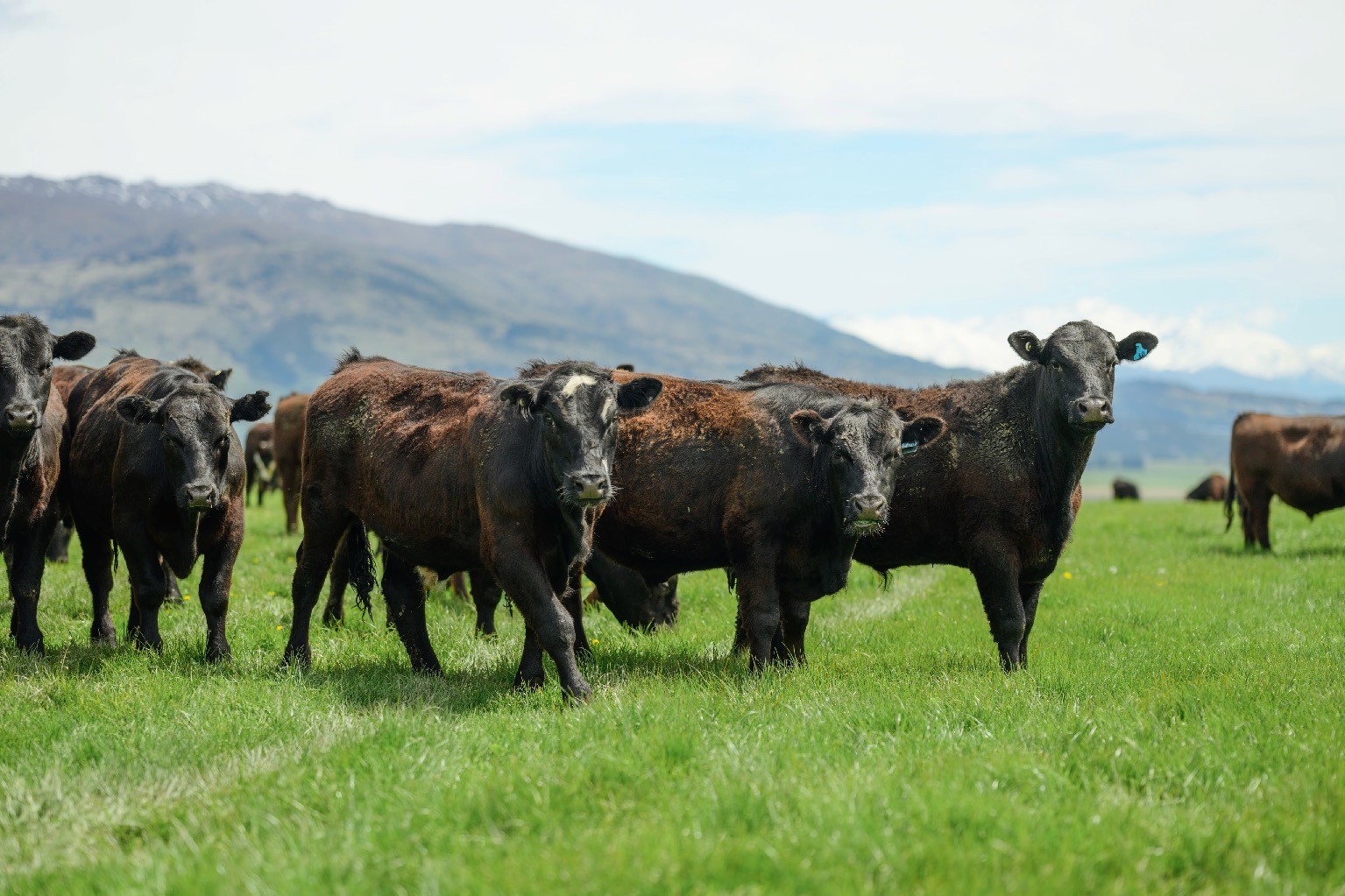 Alpine Pastures Group