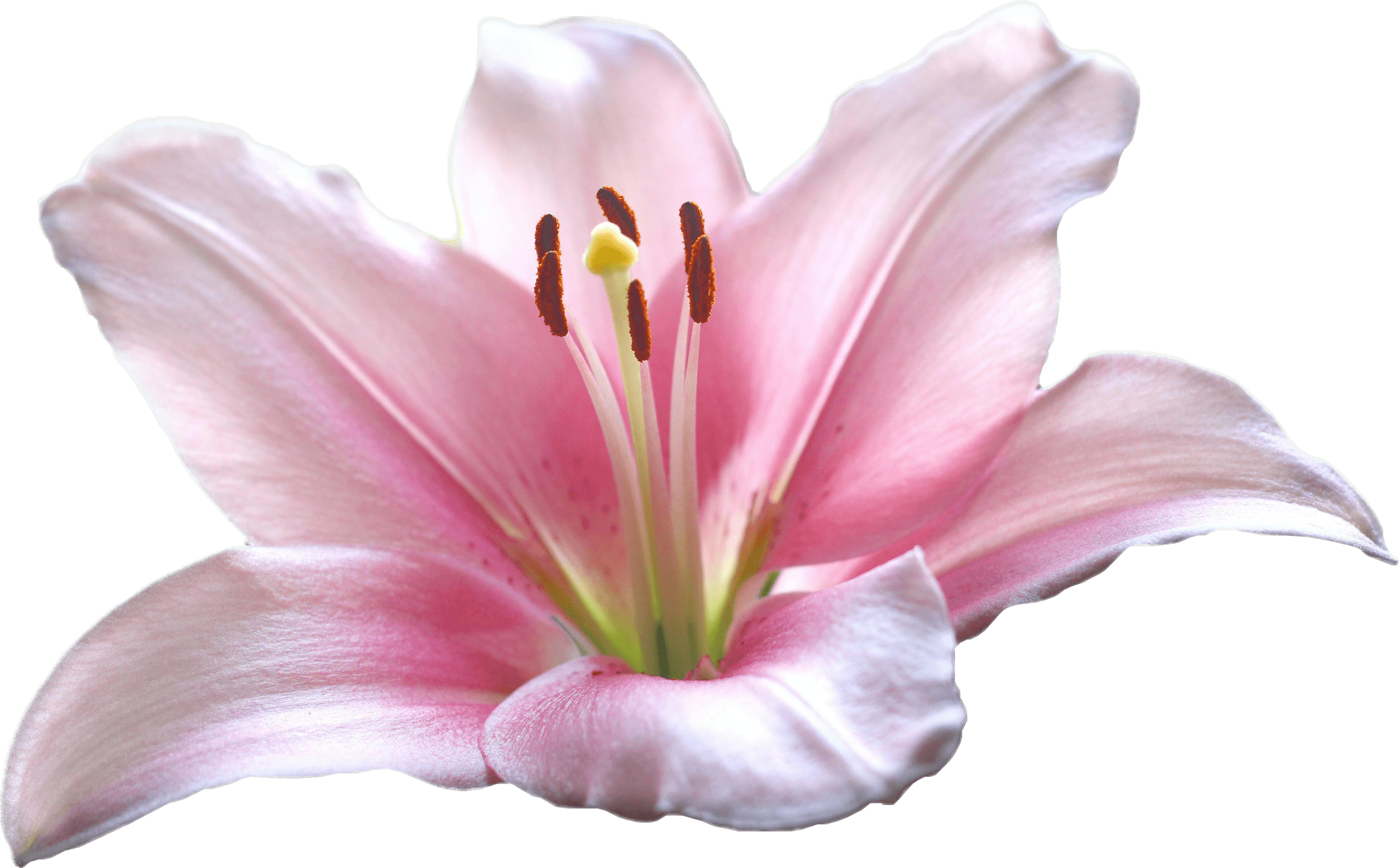 A pink lily flower.