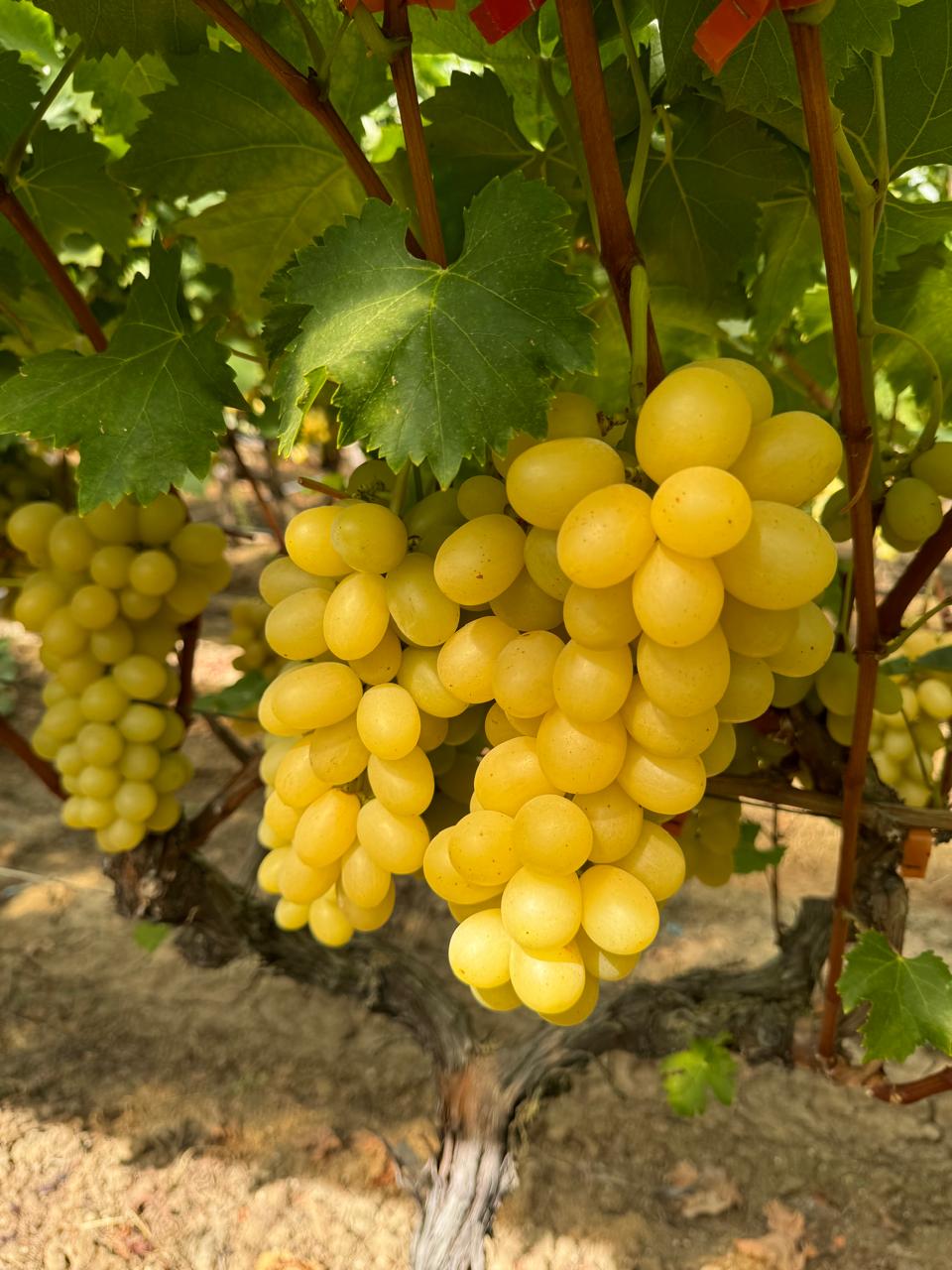Crisp yellow grape bunch, export-quality fruit selection.
