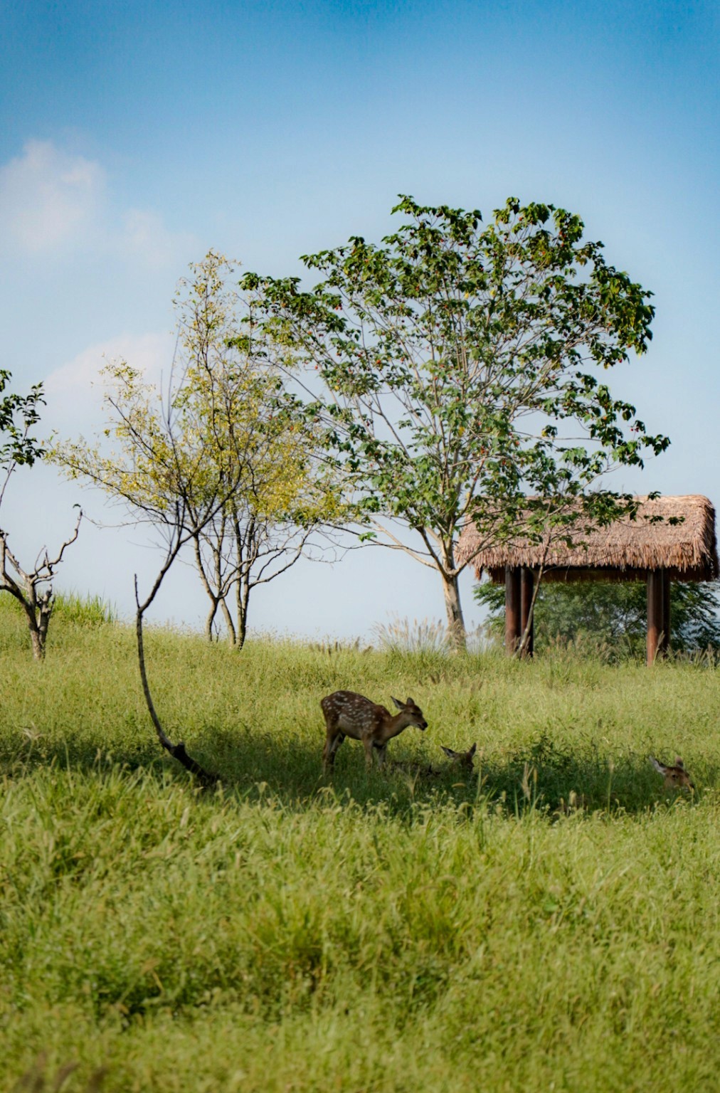 Deer grazing in a grassy Hangzhou landscape beneath a blue sky.