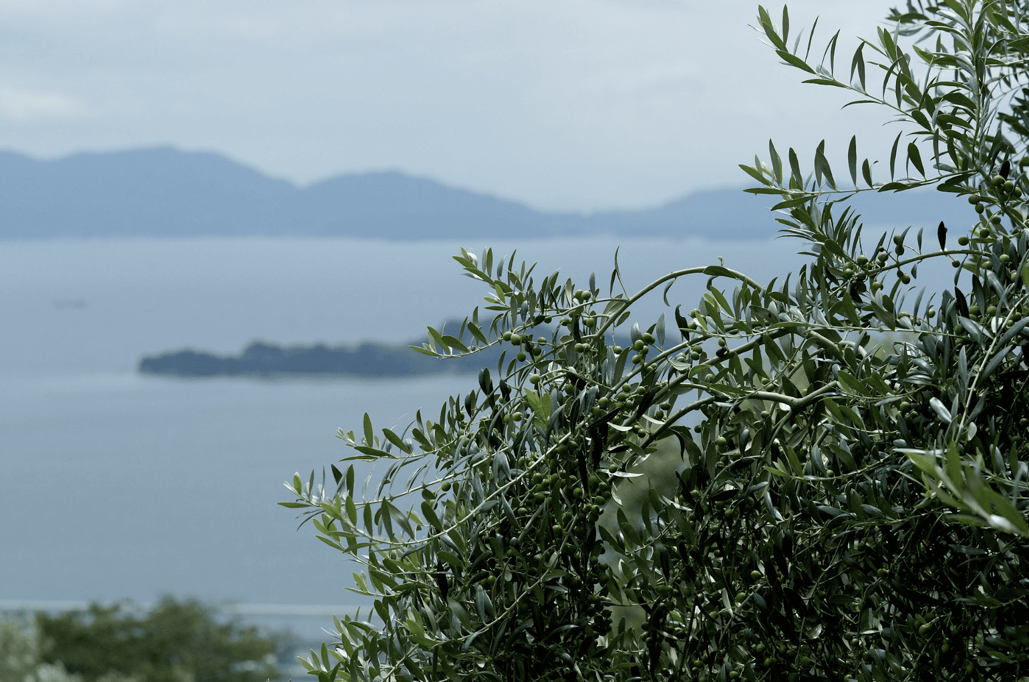 Full olive tree in the foreground with the Seto sea in the background