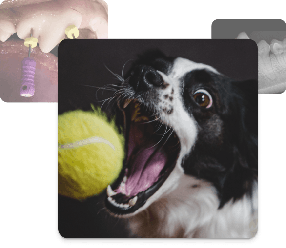 Ein Hund mit geöffnetem Maul beim Fangen eines Tennisballs, im Hintergrund überlagert von einer dentalen Behandlungsansicht und einem Röntgenbild.