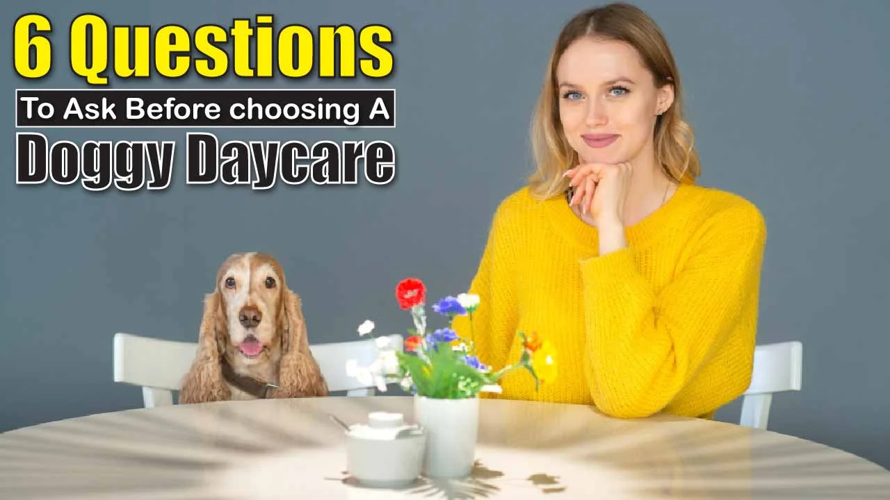 Questions to Ask Before Choosing a Doggy Daycare