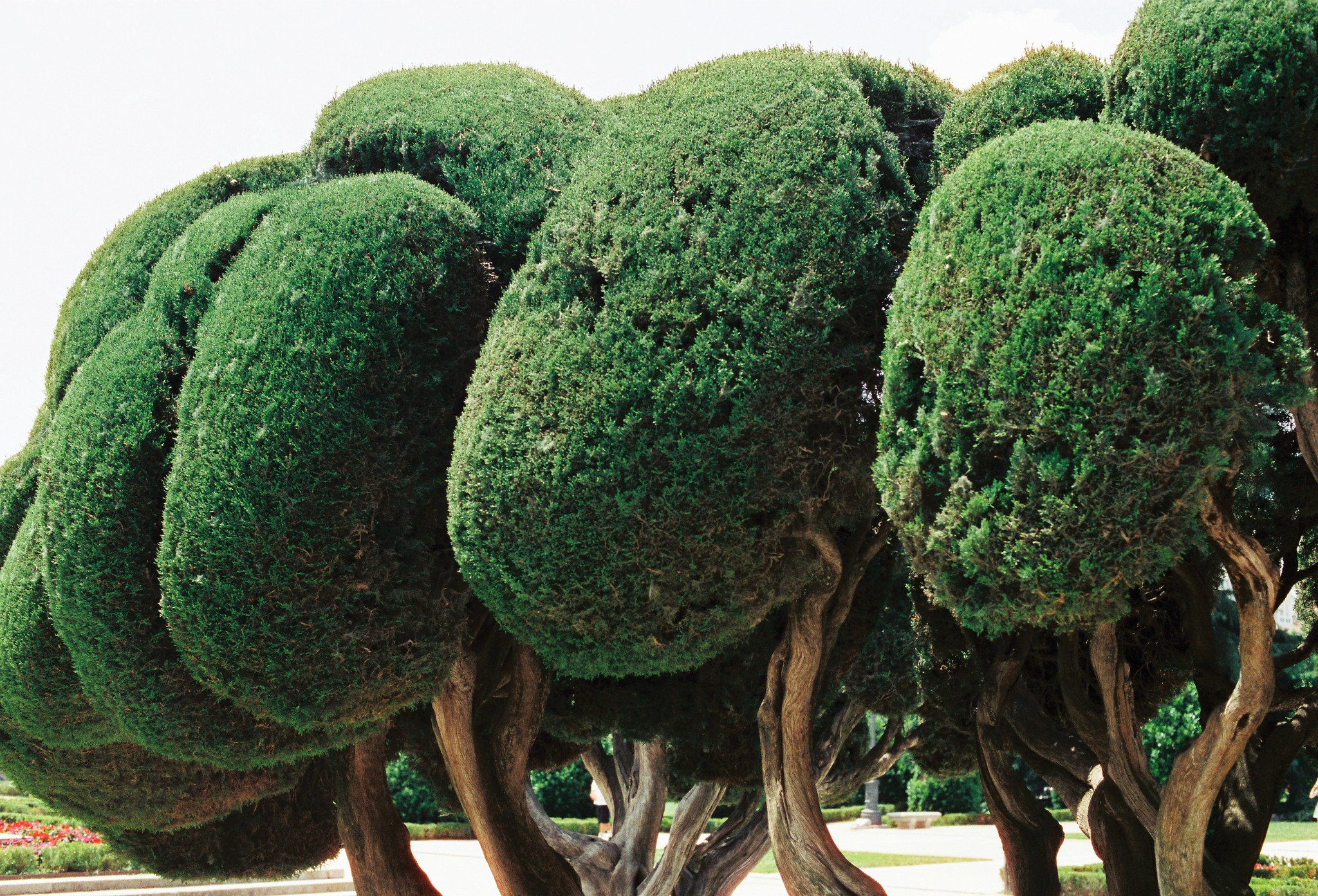 Sculpted green trees in a park setting
