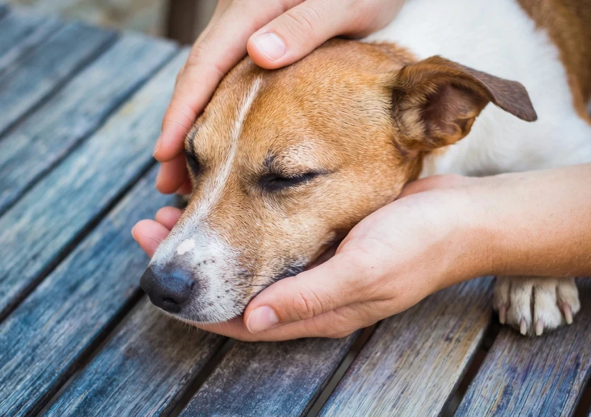 Zärtliche Hände halten sanft den Kopf eines Jack Russell Terriers mit geschlossenen Augen.