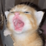 acyuta ( _ )