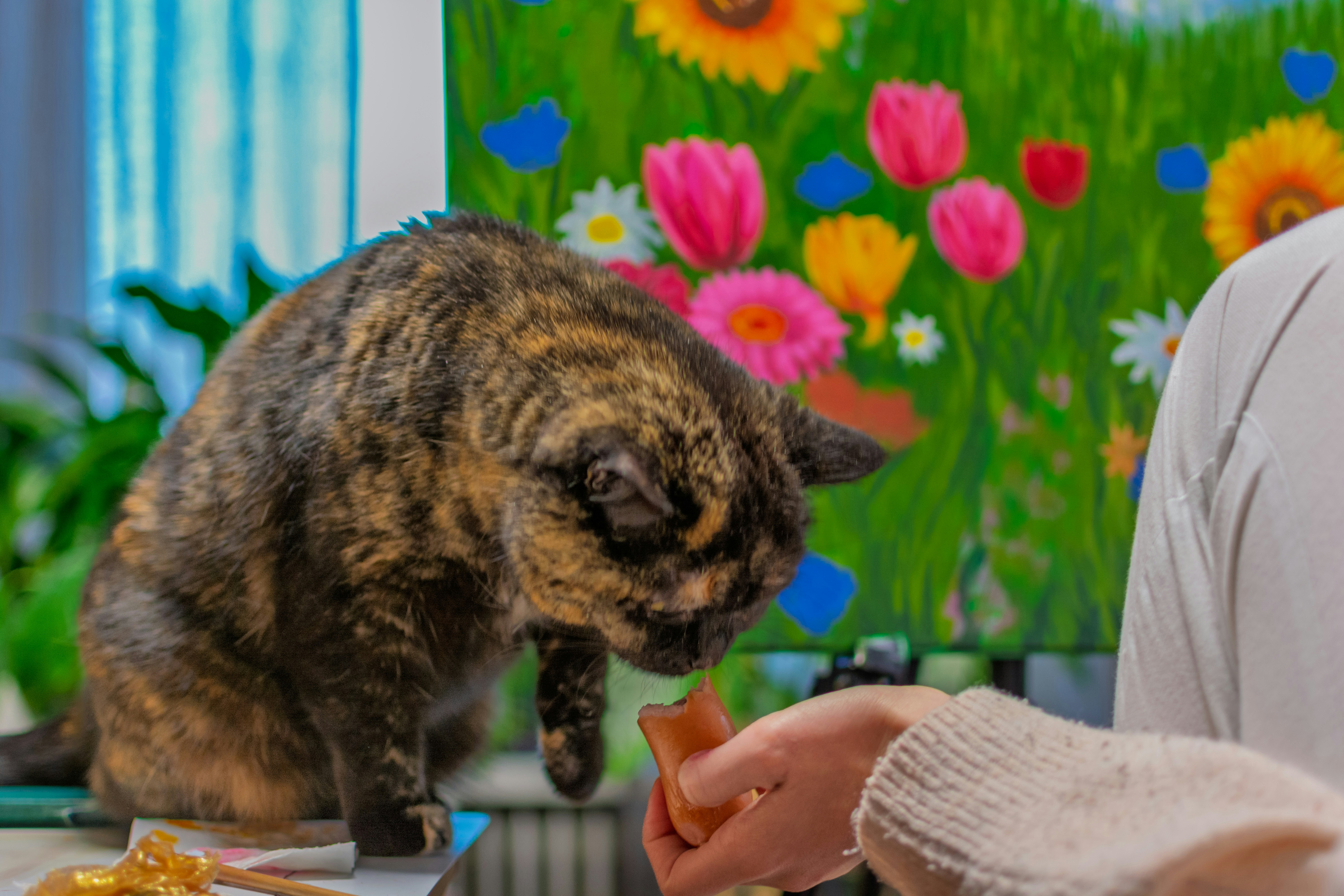 Tortoiseshell cat curiously sniffs treat offered treat