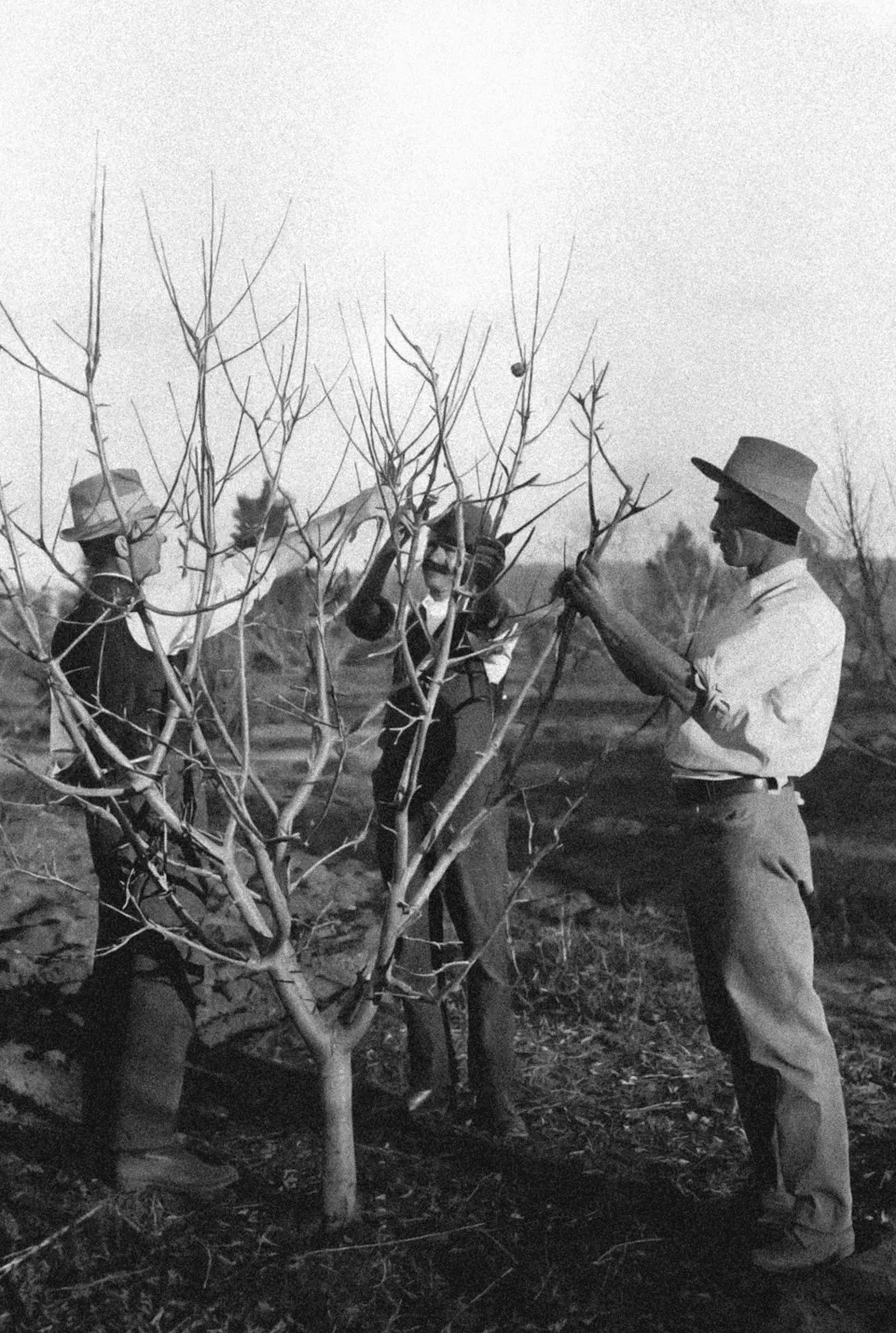 A black and white picture of 3 farmers
