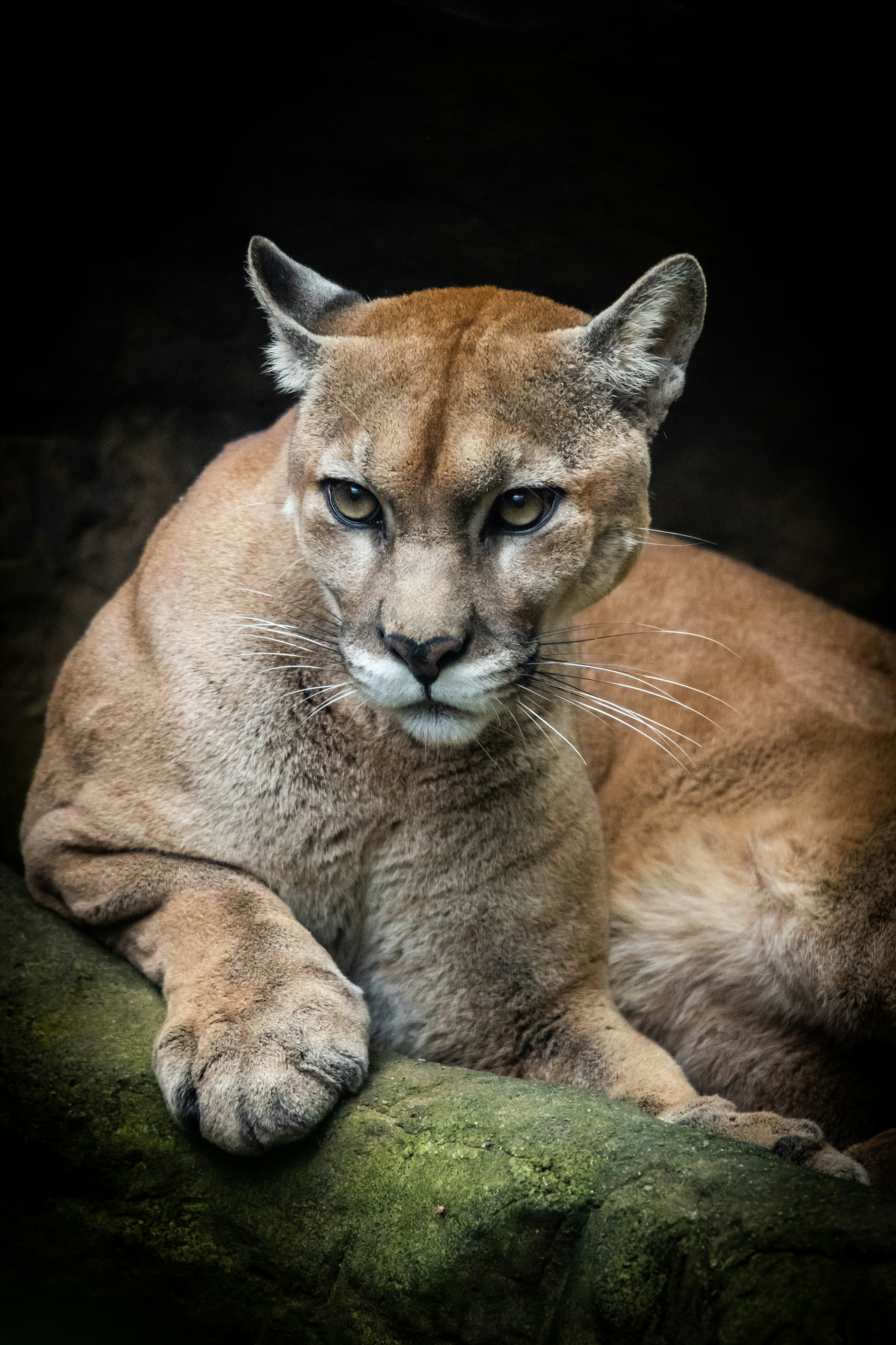 cougar
