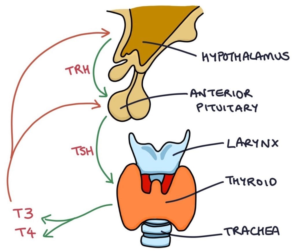 A diagram of the human body

AI-generated content may be incorrect.