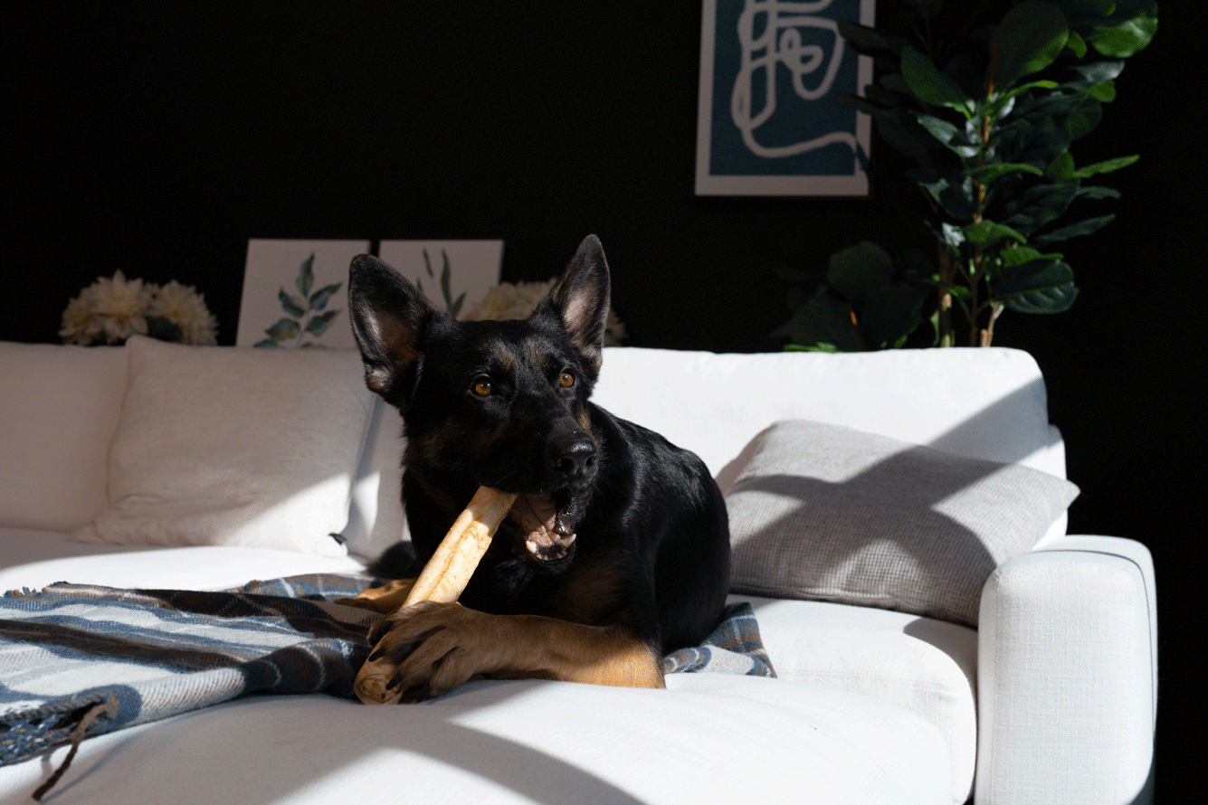 Black dog relaxing on a white couch while chewing a treat in natural window light