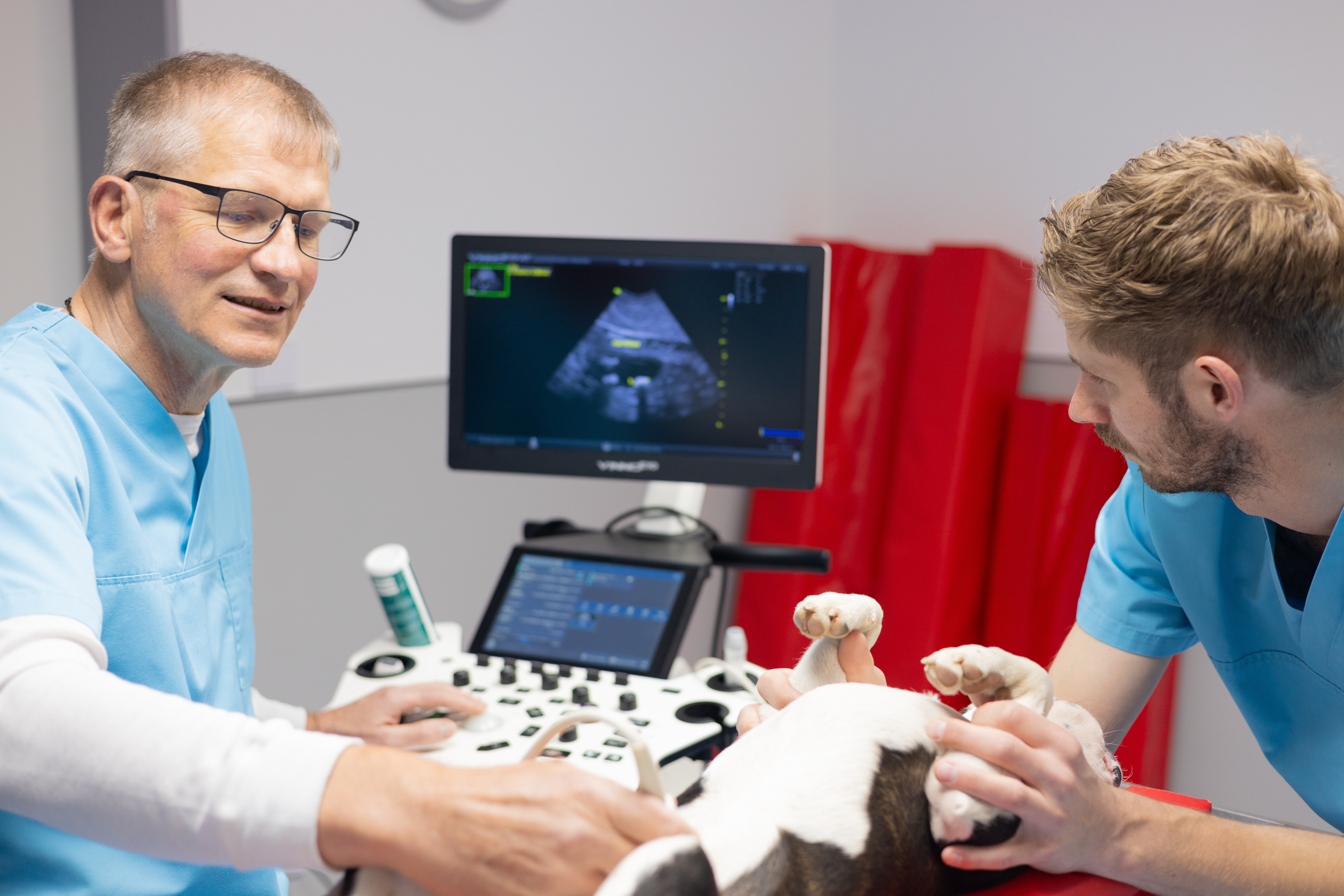 In einer Tierarztpraxis untersucht ein Tierarzt mit Ultraschall einen Hund, unterstützt von einem Kollegen.