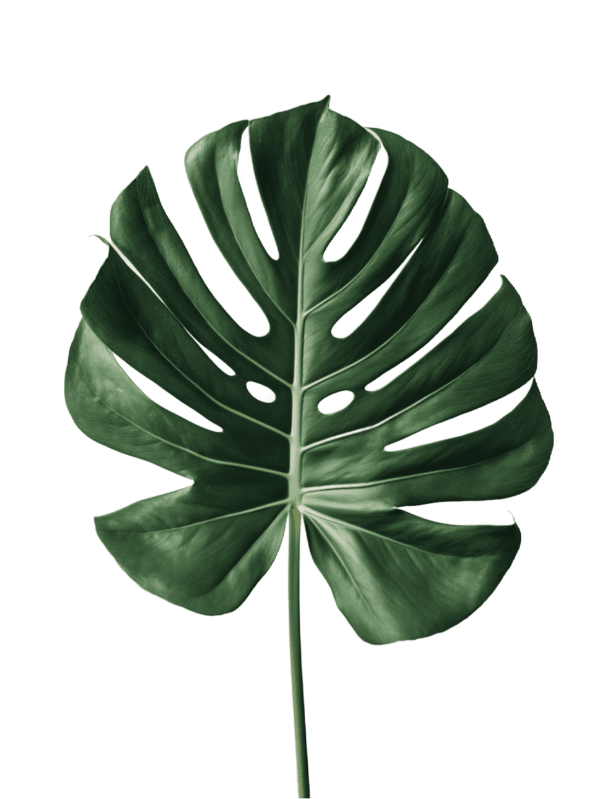 Leaf Image (Background Removed)