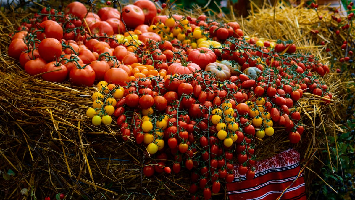 Baskets of tomatoes