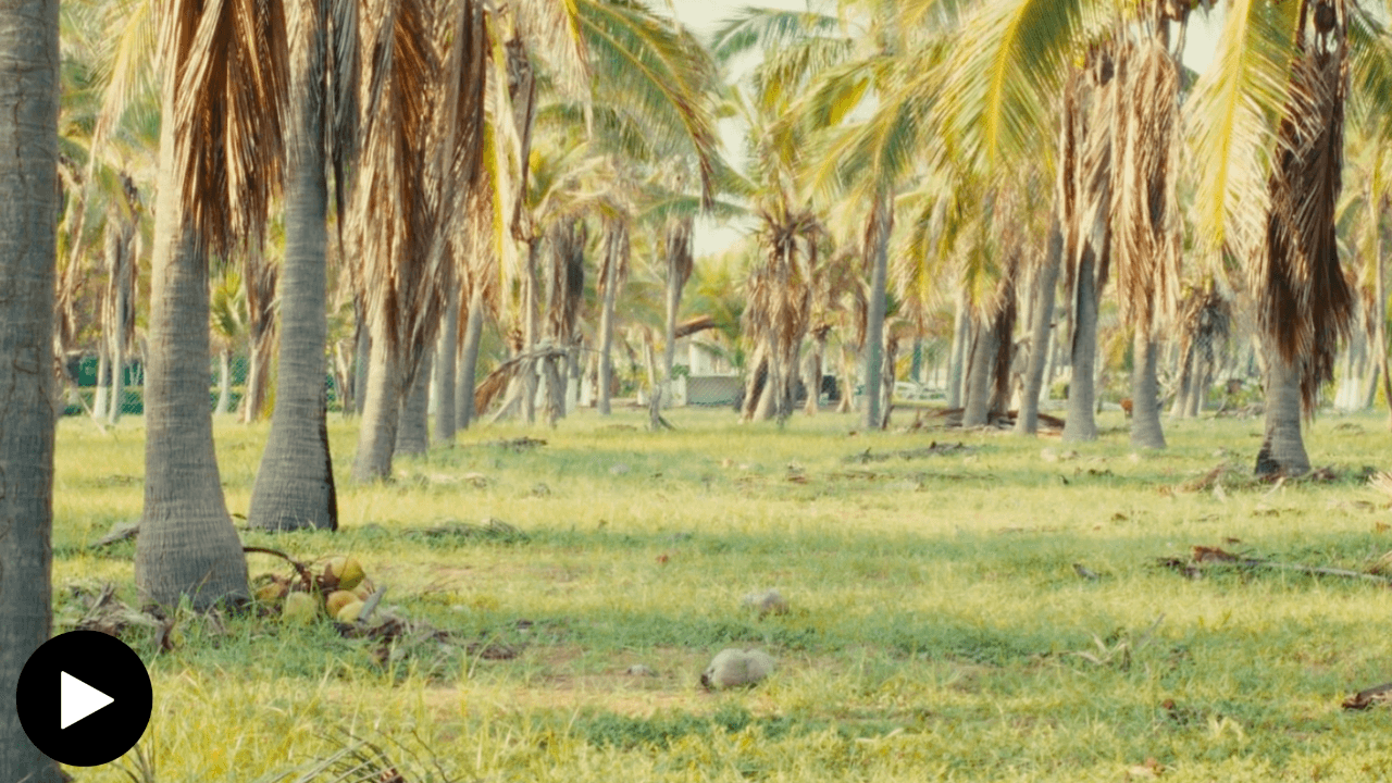 green landscape
