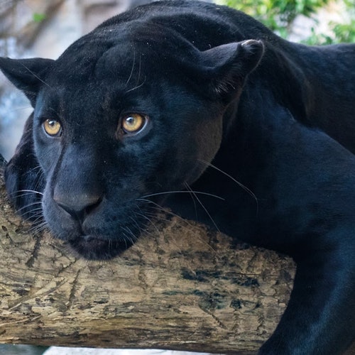 Loro Parque: Vstupenka + Diamond Pass vstupenky v Puerto De La Cruz