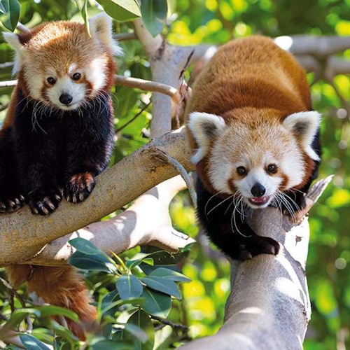 Dva červení pande s načervenalo hnědou srstí a bílými znaky jsou usazeni na větvích stromů, obklopeni zeleným listím.