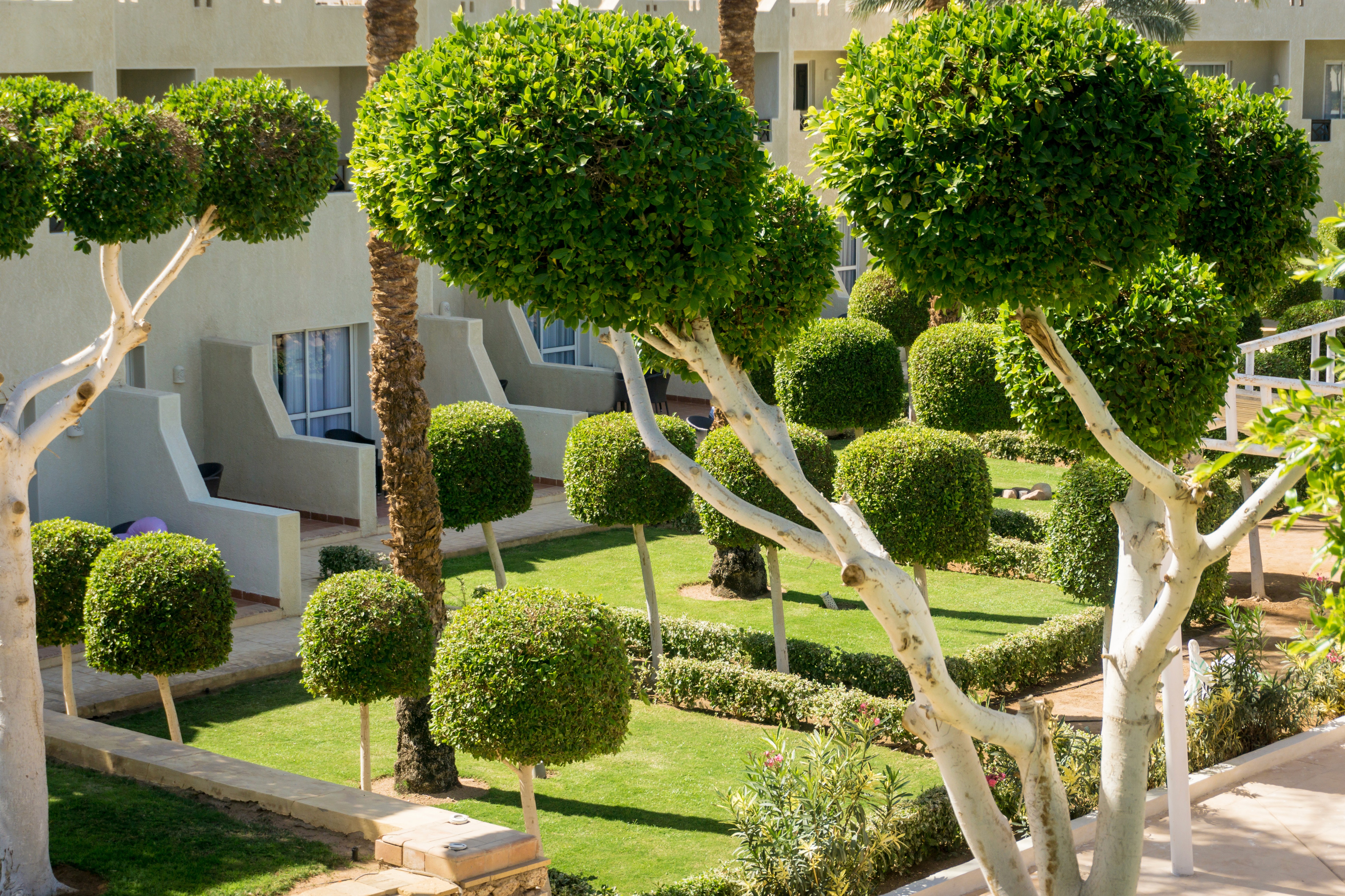 專業景觀種植設計實例，展示特色圓球狀修剪樹木與整齊綠籬，提供香港高品質園藝設計及園林造景服務。