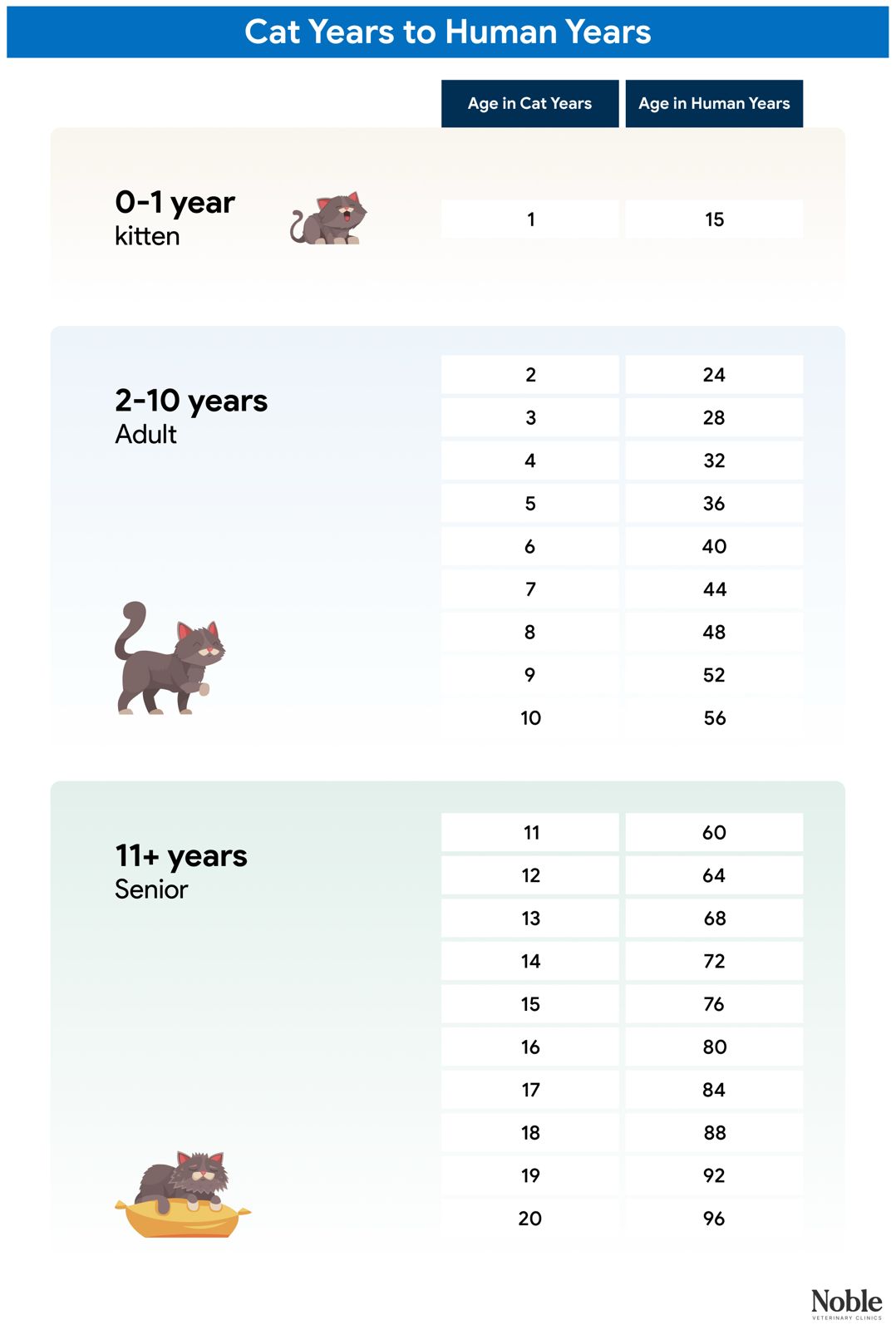 An infographic showing the conversion of cat years to human years.