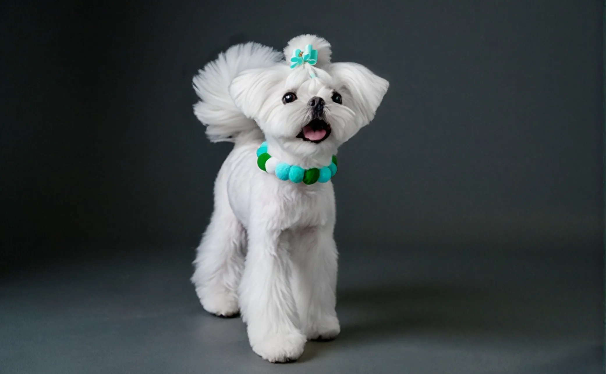 White dog with a green bow and collar at MIMO University Heights.