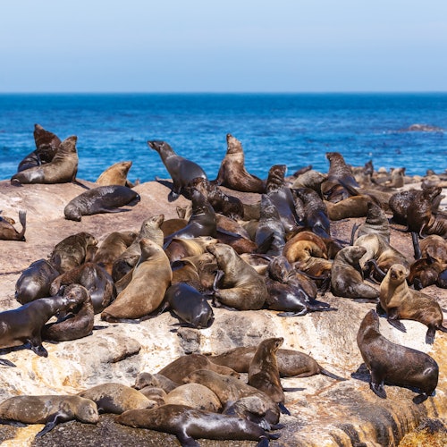 霍特湾的海豹。