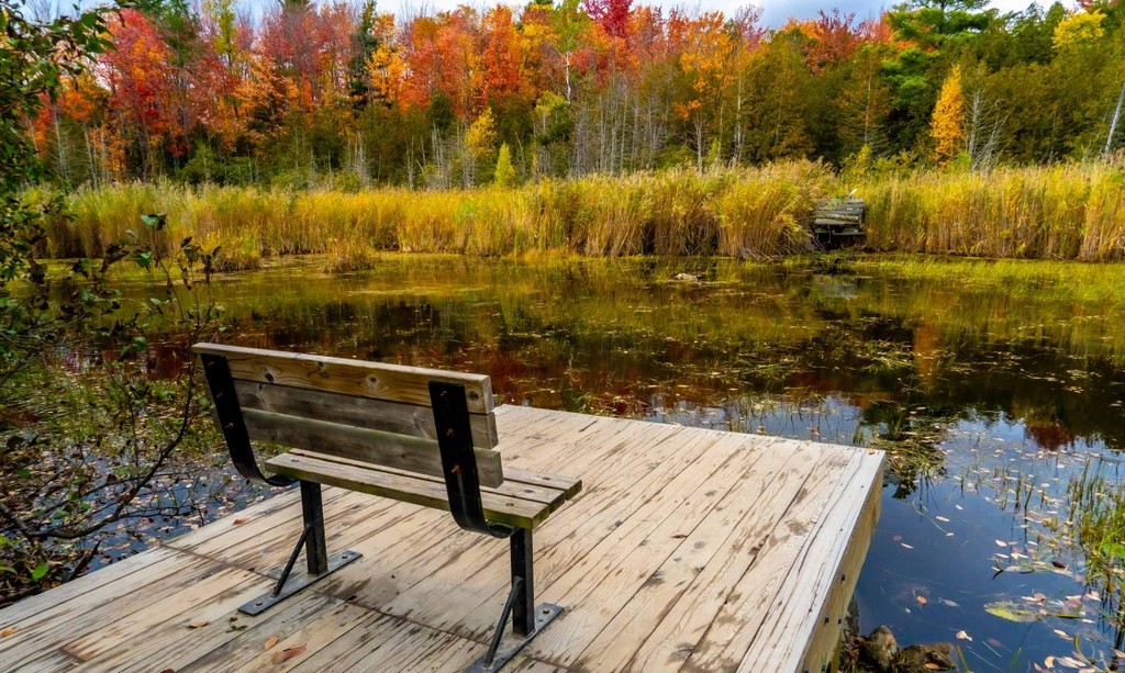 Banc en bois sur un quai donnant sur un marais entouré d’arbres aux couleurs d’automne vives.