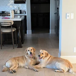 Two golden retrievers settled on the floor at home