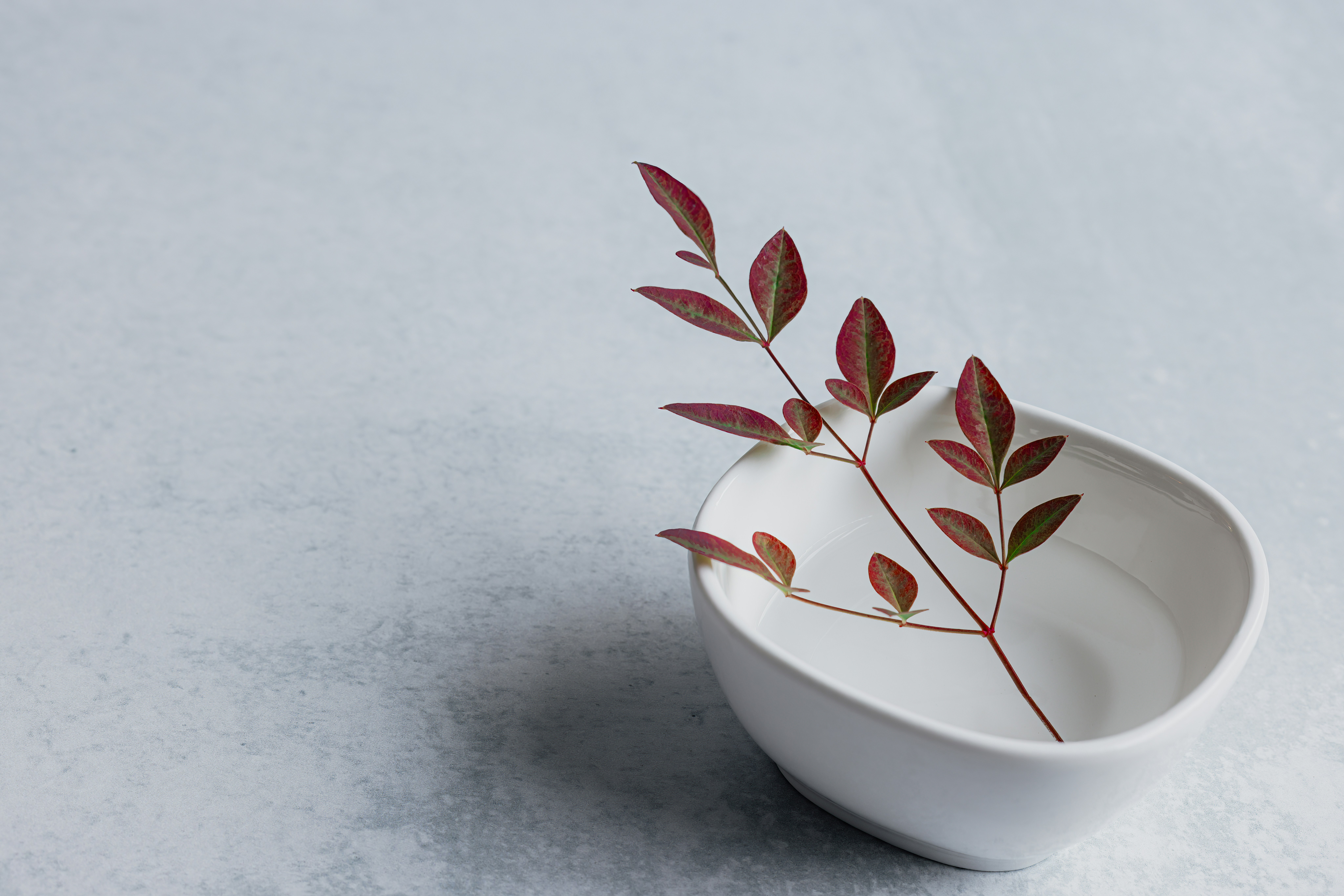 Branch with red leaves in a white bowl.