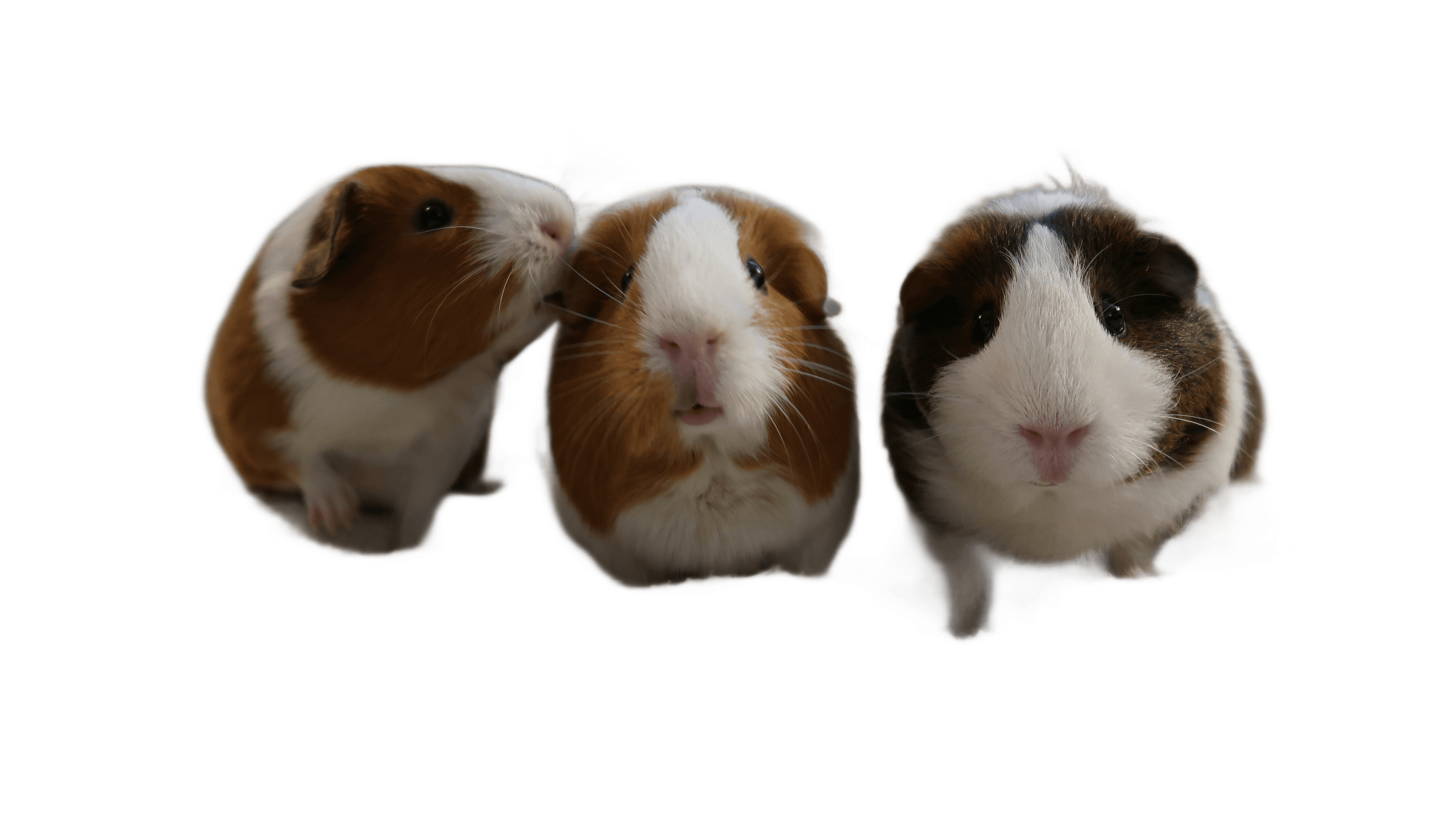 Three guinea pigs are sitting together.