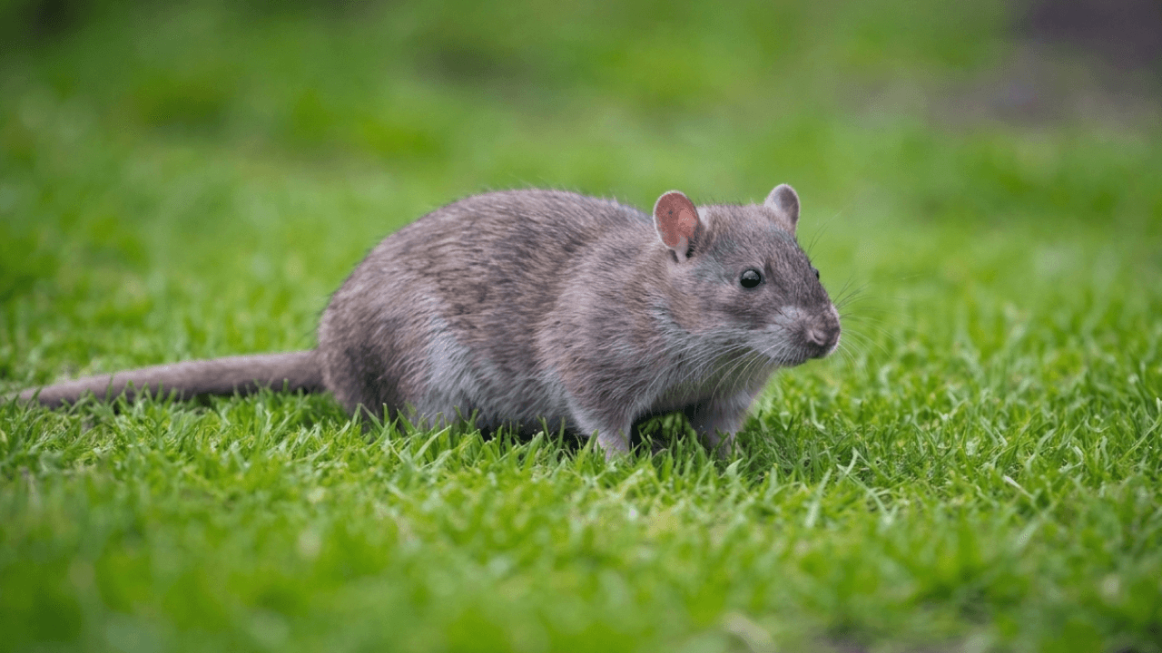 Rat brun de grande taille dans l'herbe verte