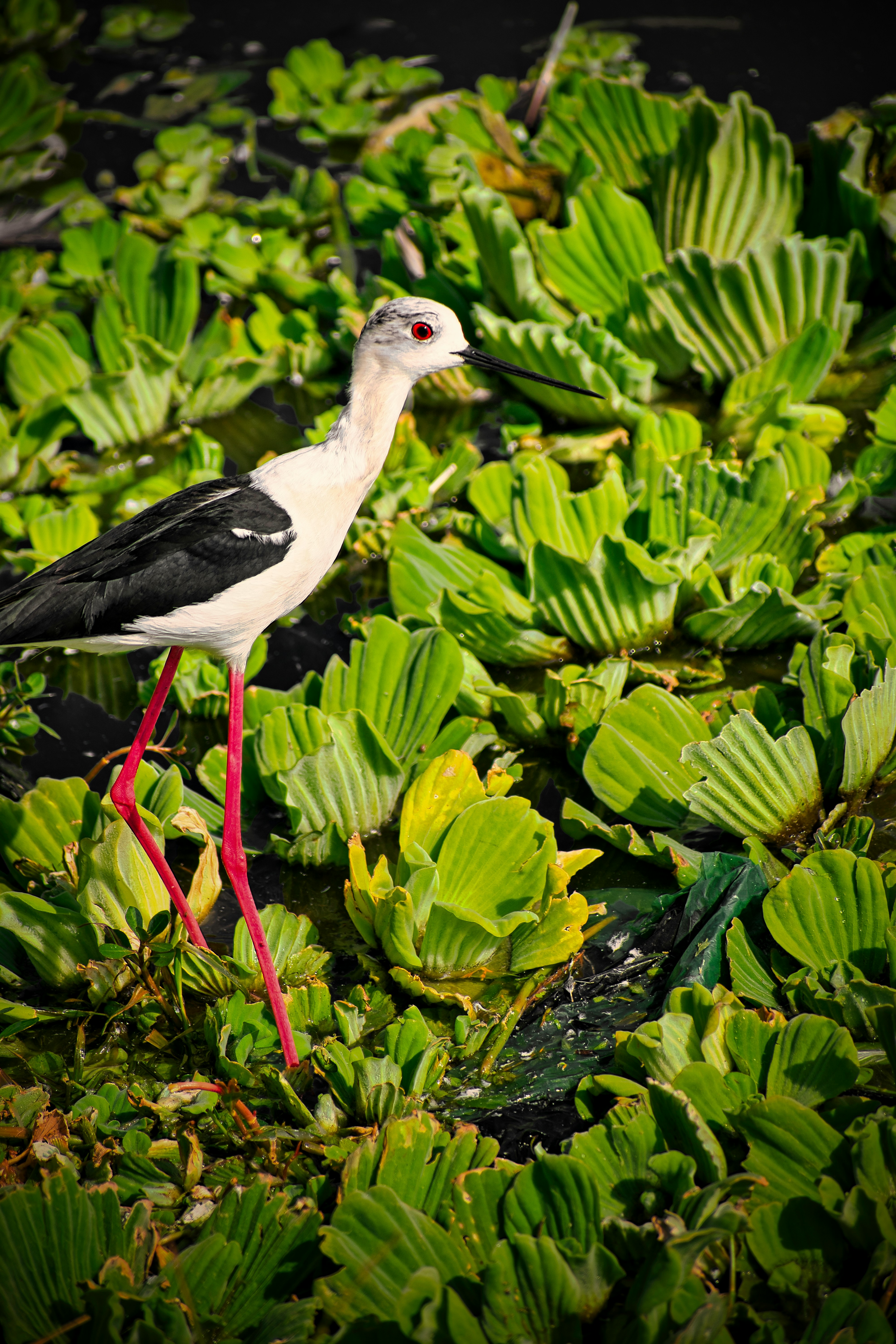 a black and white bird is standing in the grass